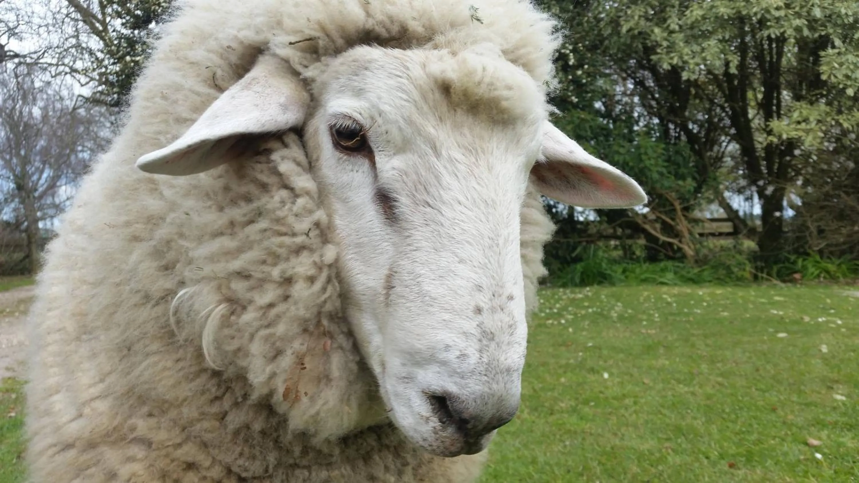 Animals in Homestead B&B Cambridge