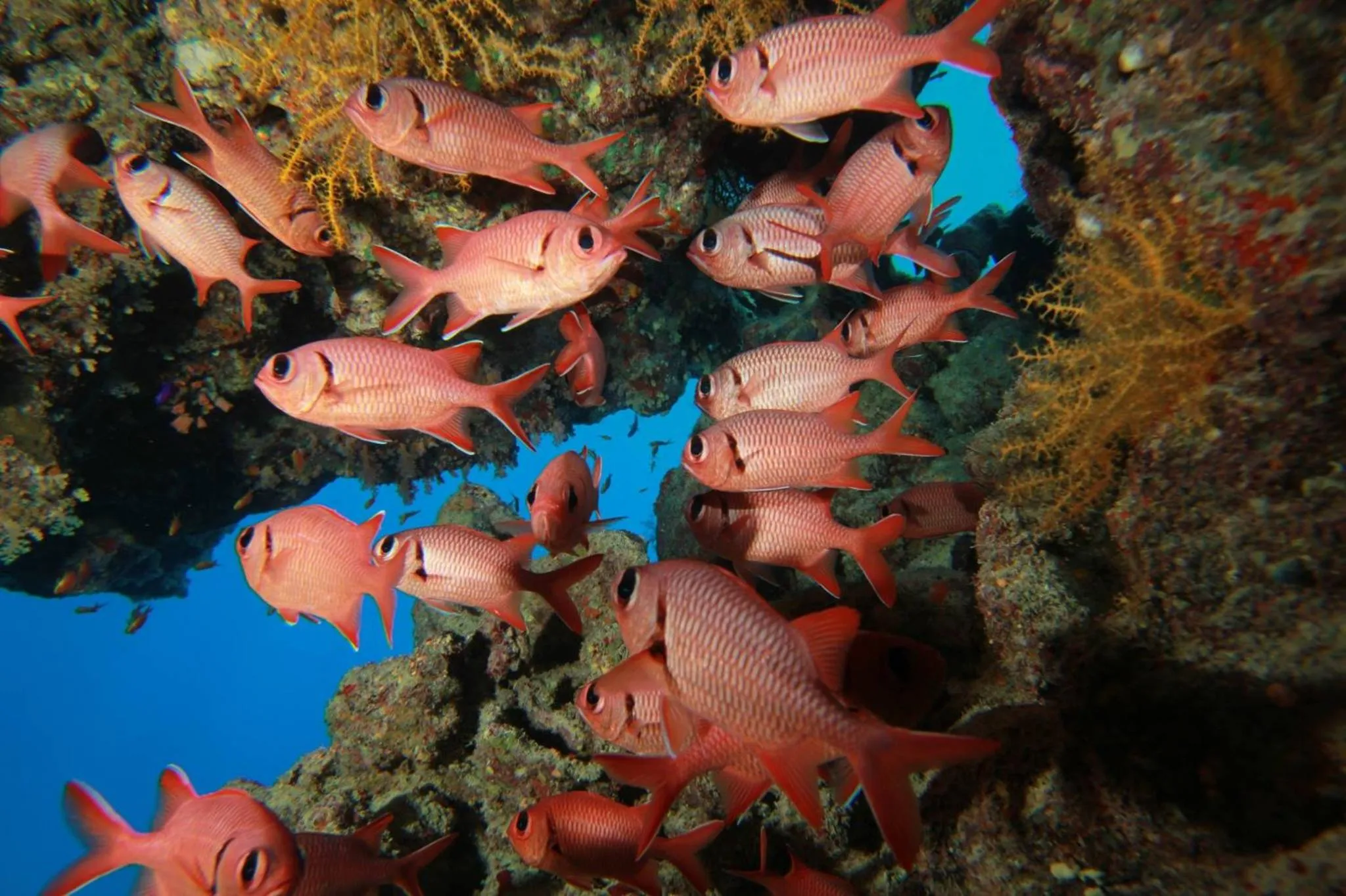 Diving in Falcon Hills Hotel
