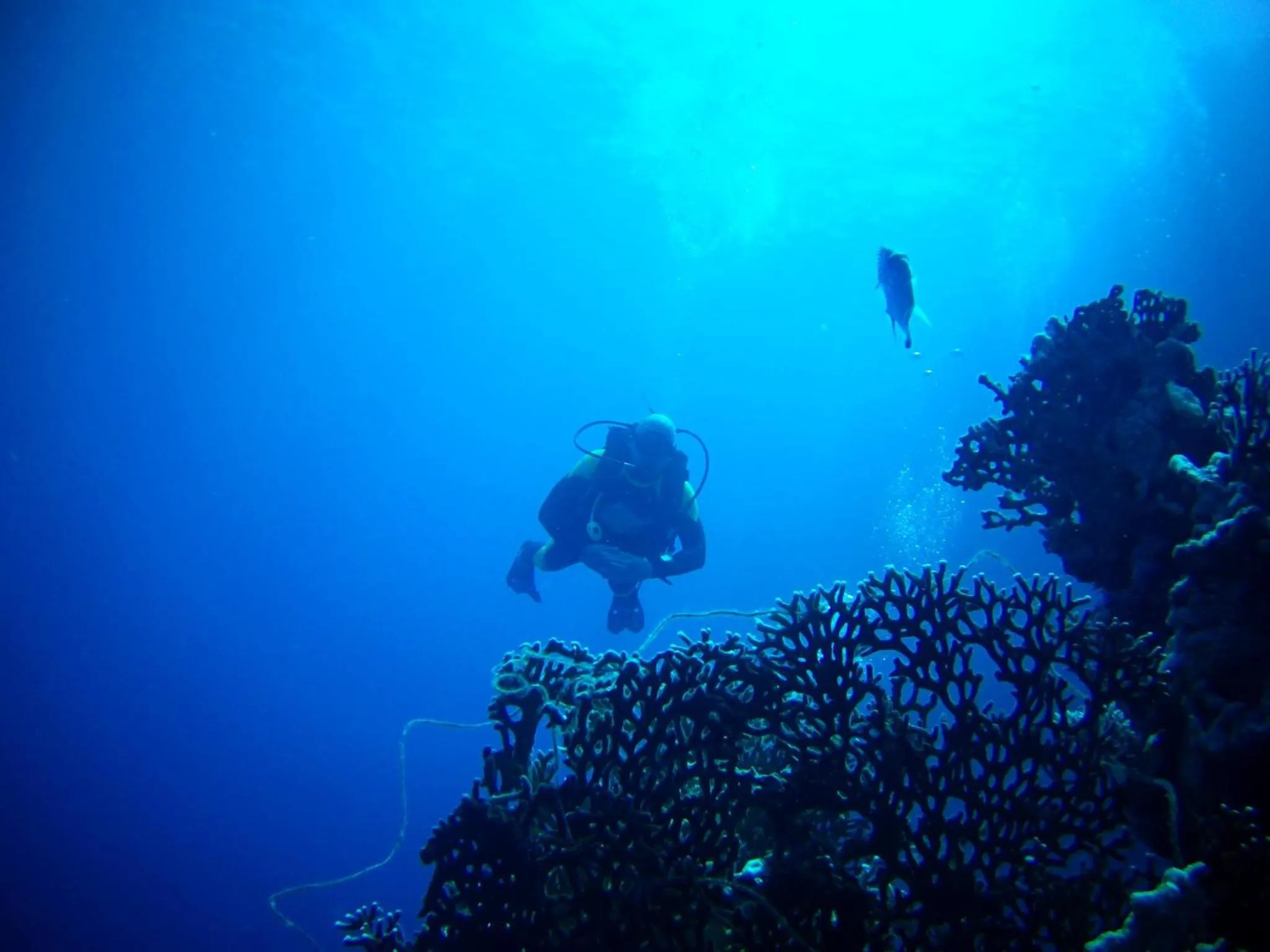 Diving in Falcon Hills Hotel