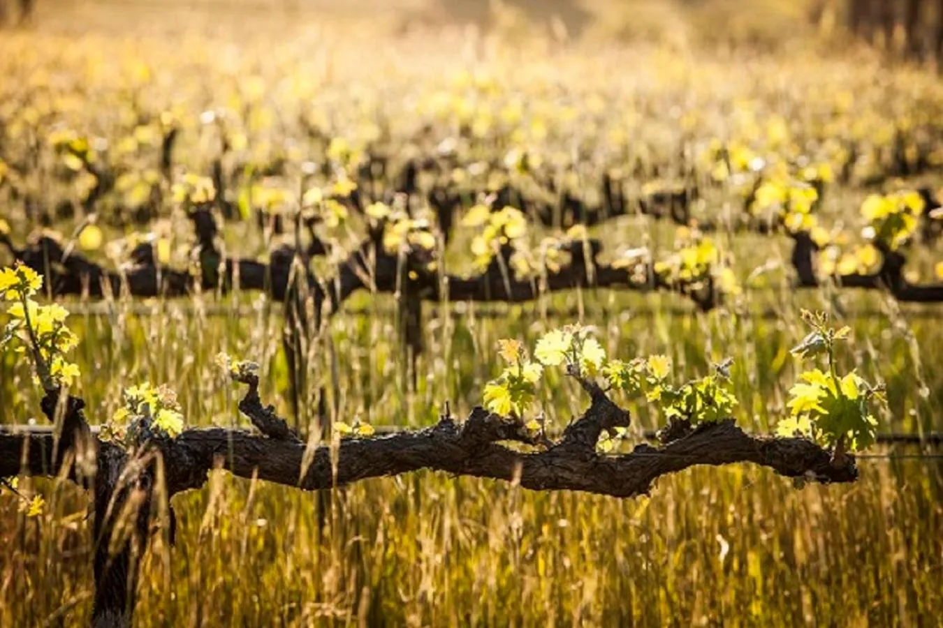 Spring in Domaine Coutelier