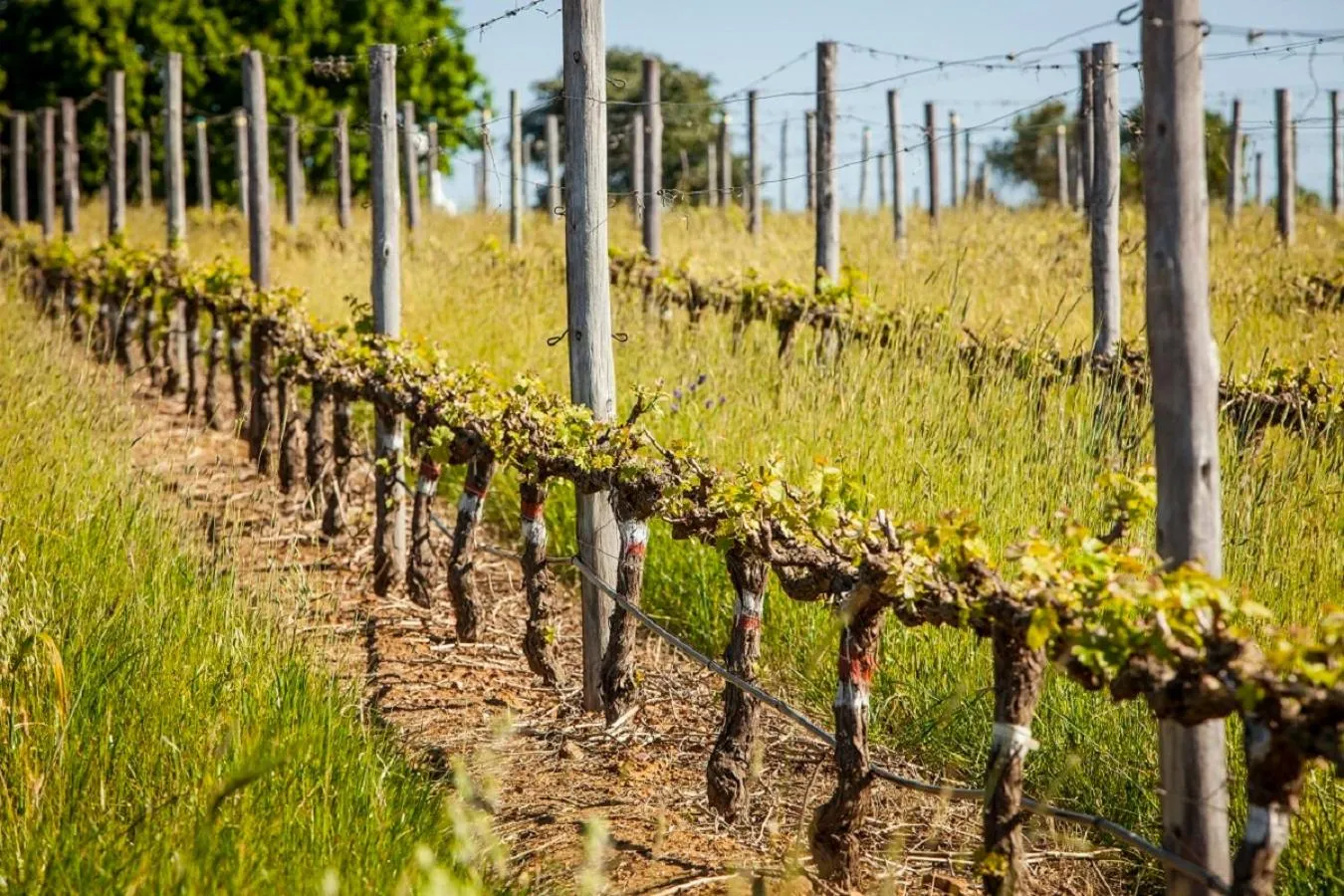Spring in Domaine Coutelier