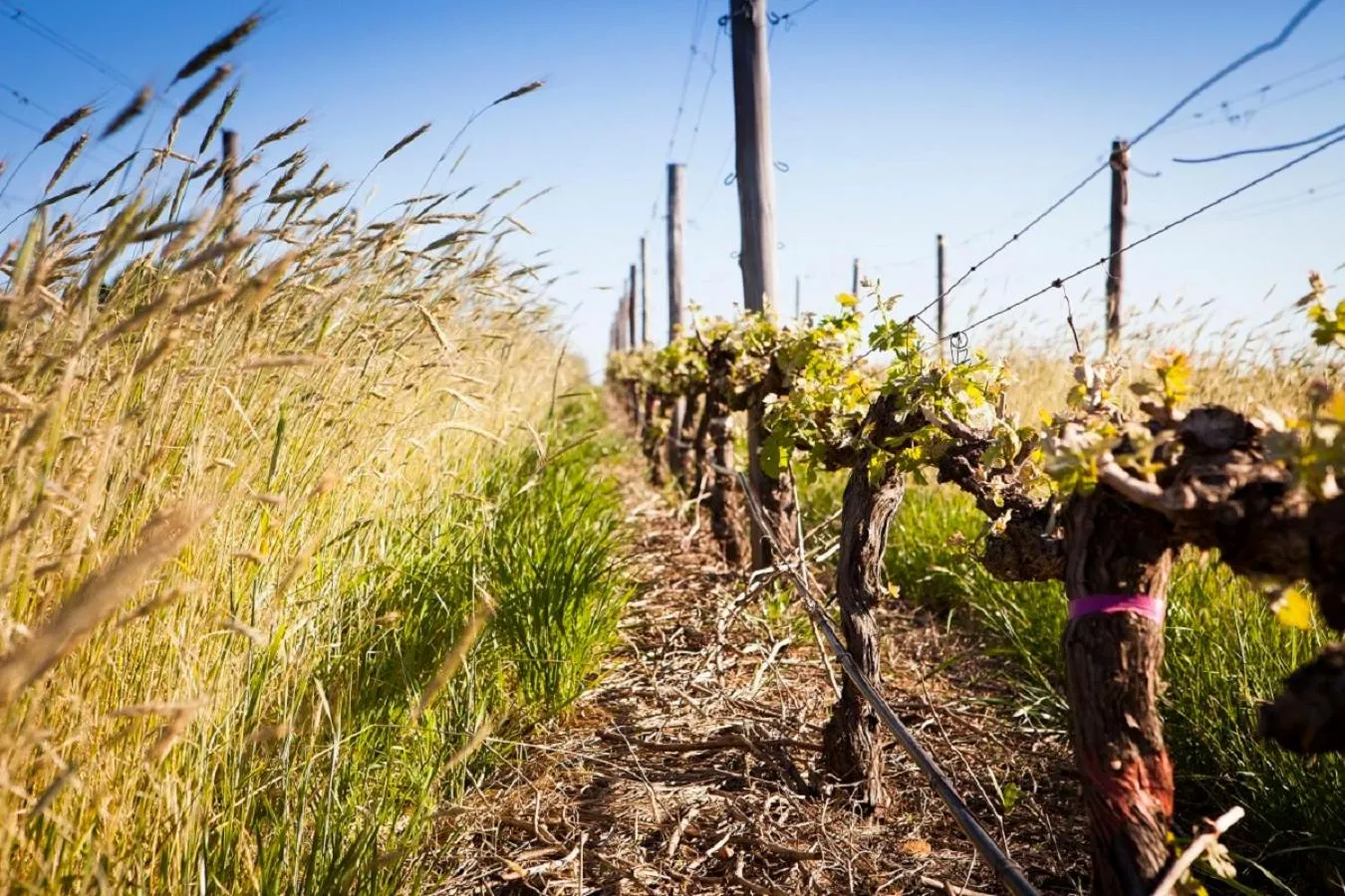 Spring in Domaine Coutelier