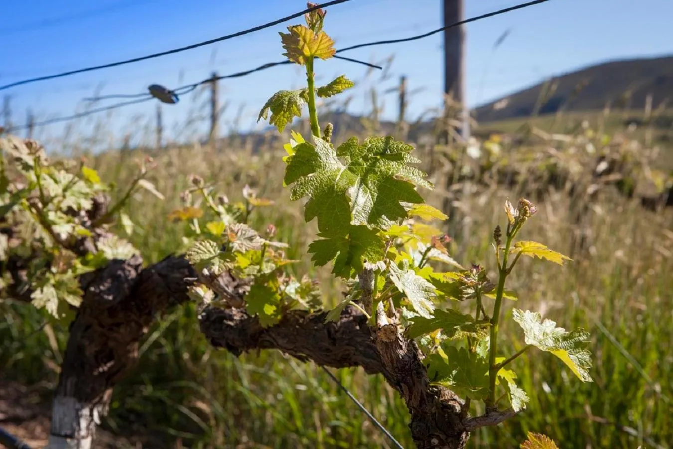 Spring in Domaine Coutelier