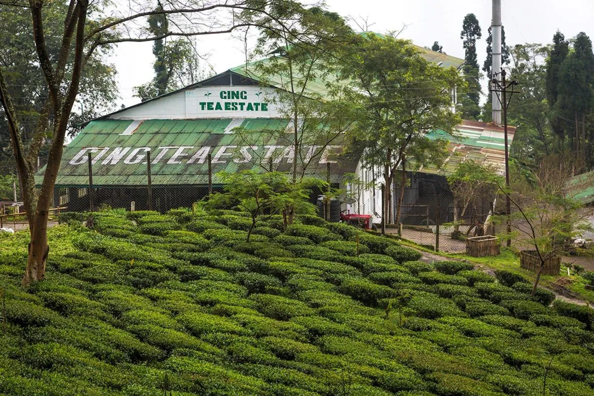 Natural landscape in Ging Tea House