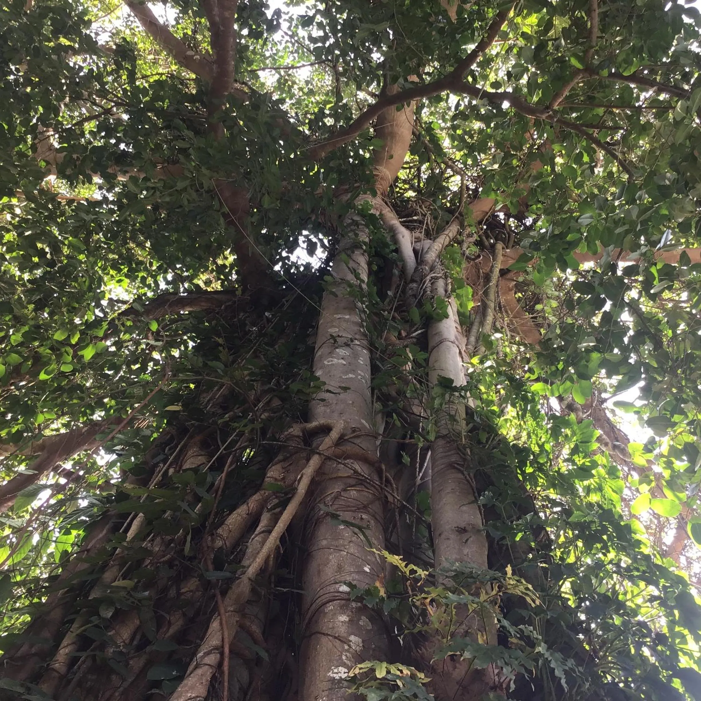 On site in Grand Tree