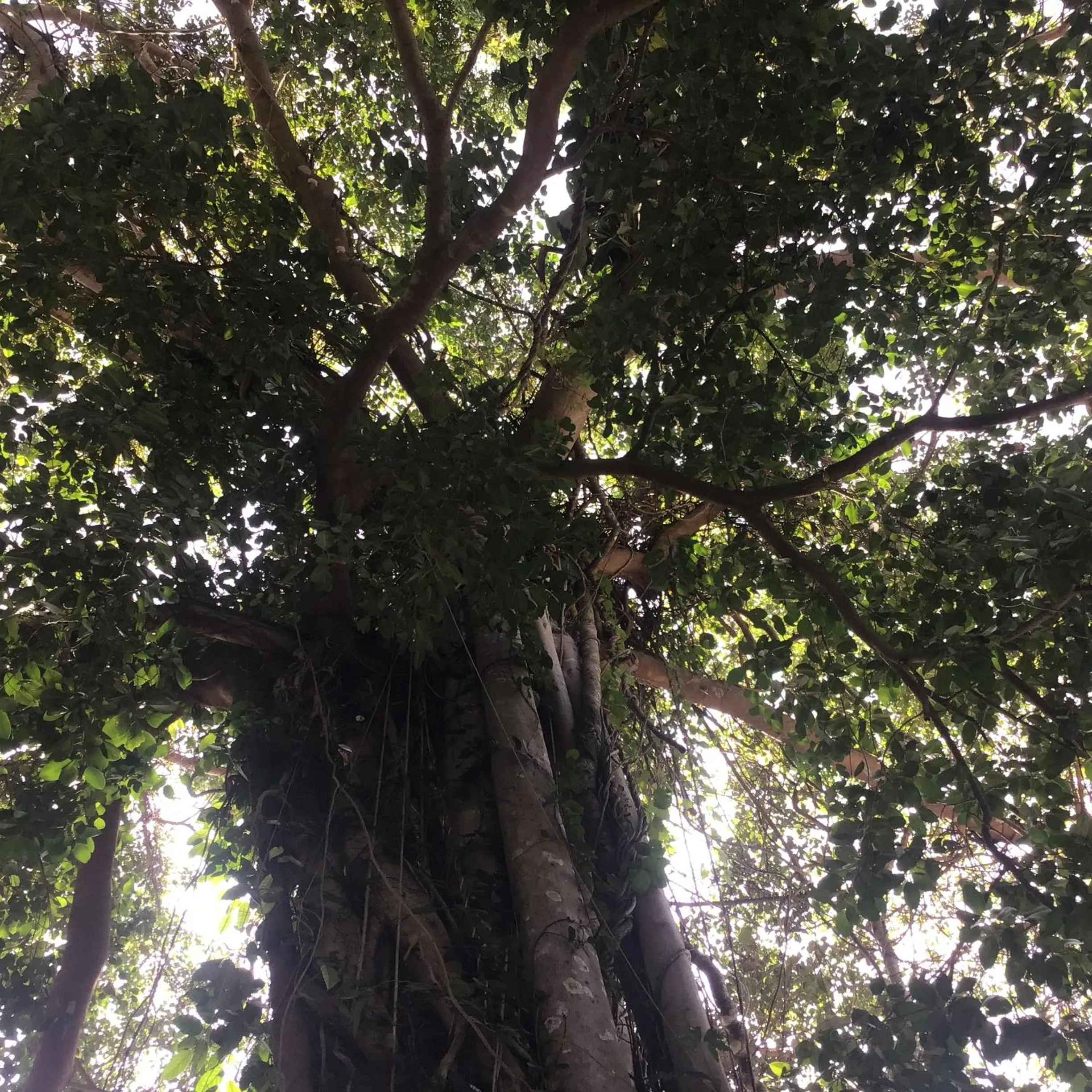 Spring in Grand Tree