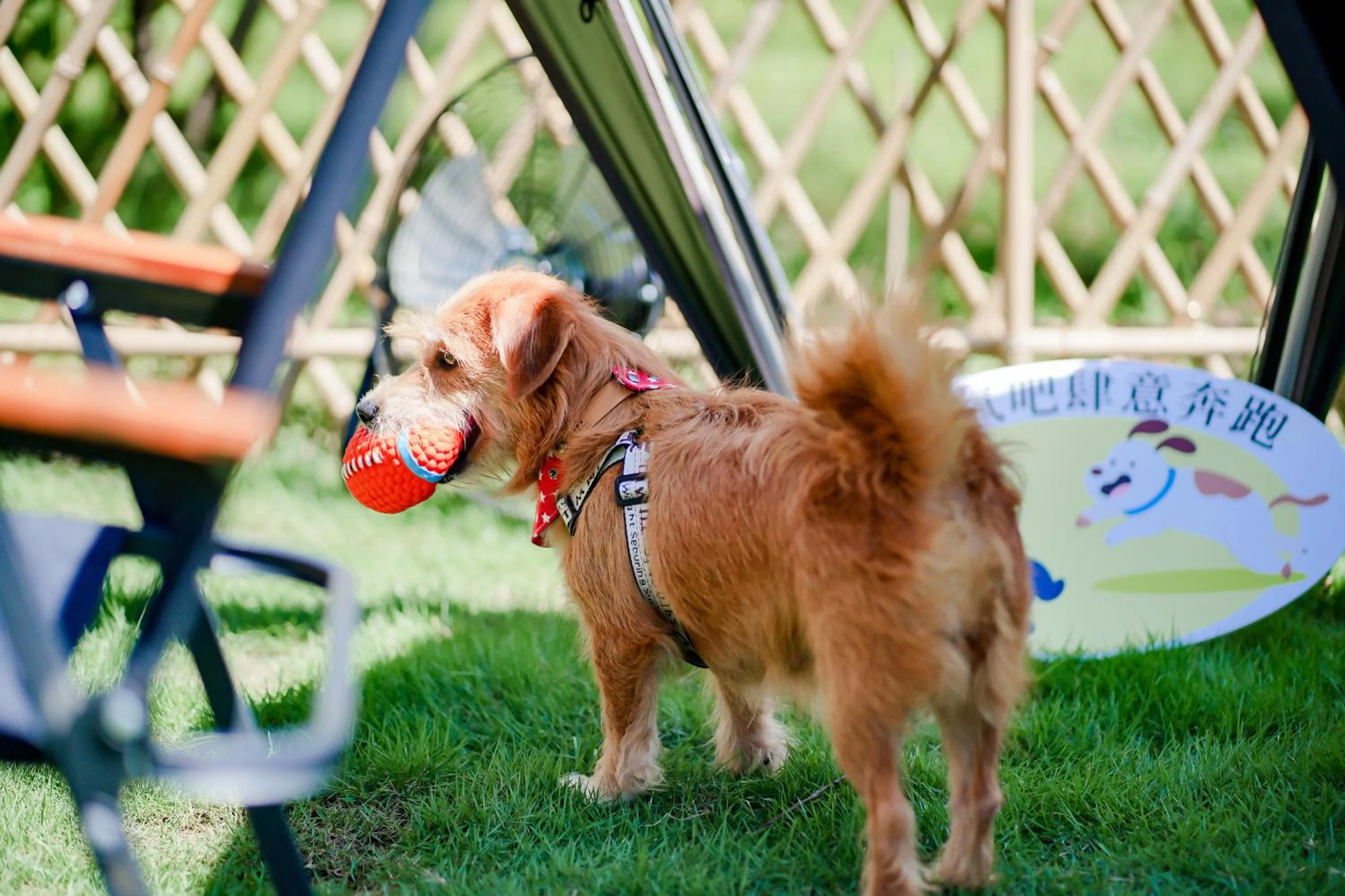 Pets in Six Senses Qing Cheng Mountain