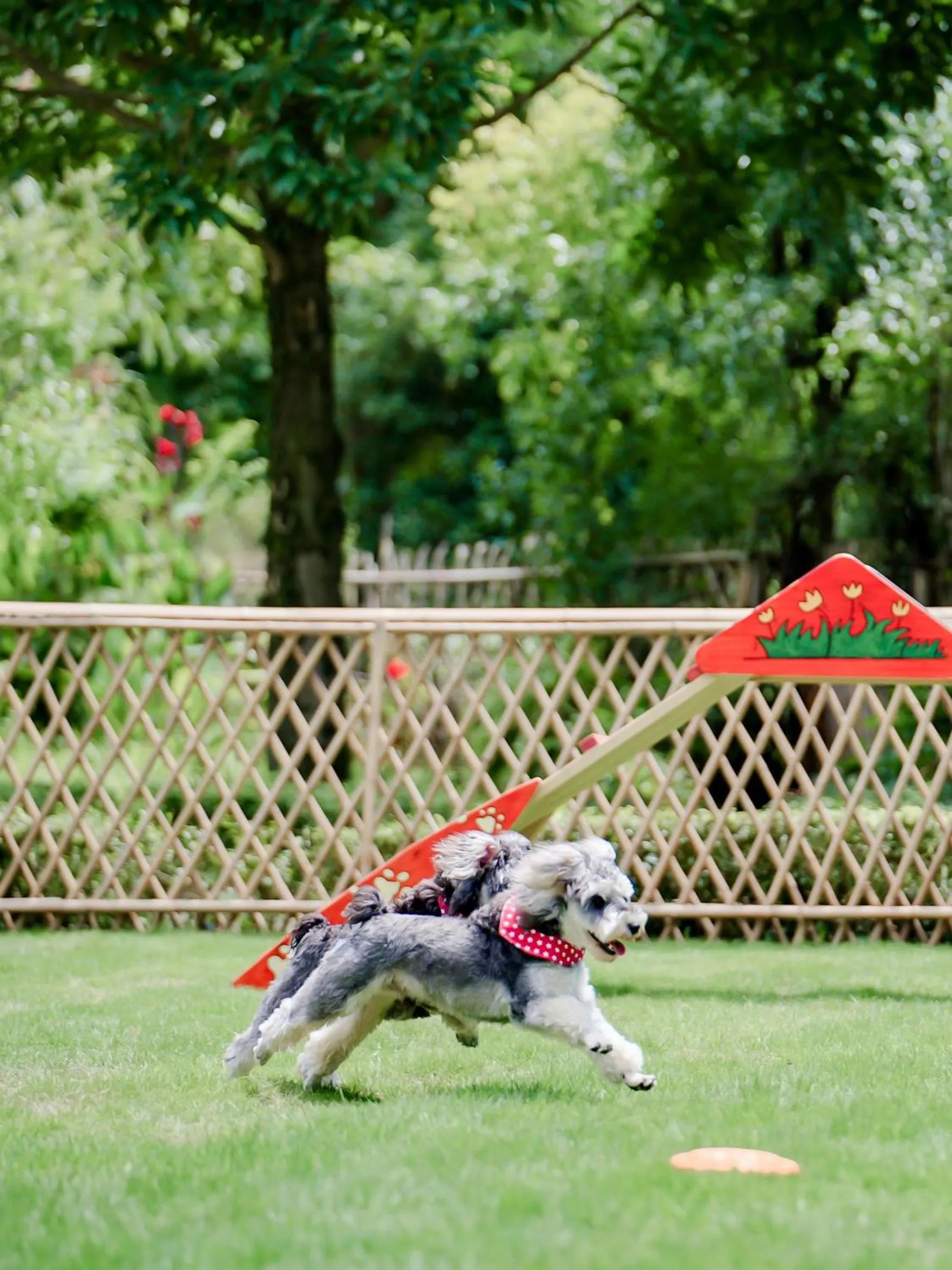 Pets in Six Senses Qing Cheng Mountain
