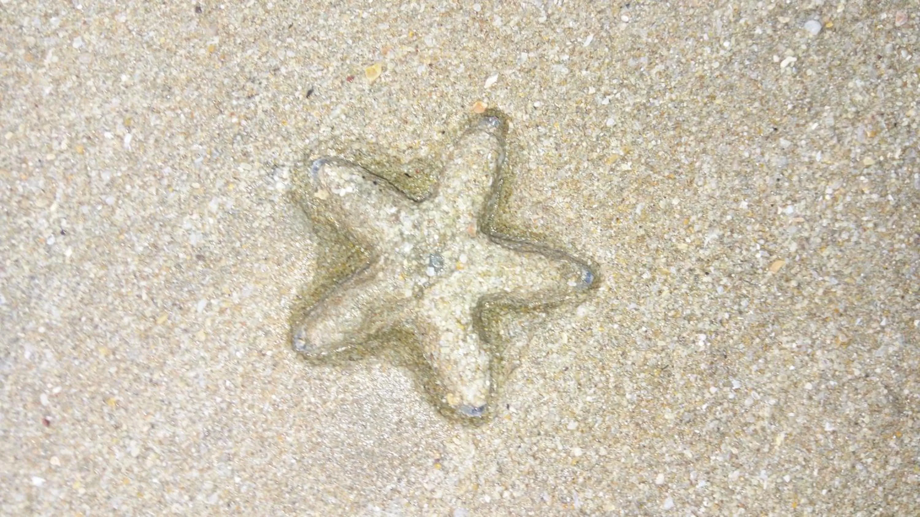 Property building in Agonda Paradise