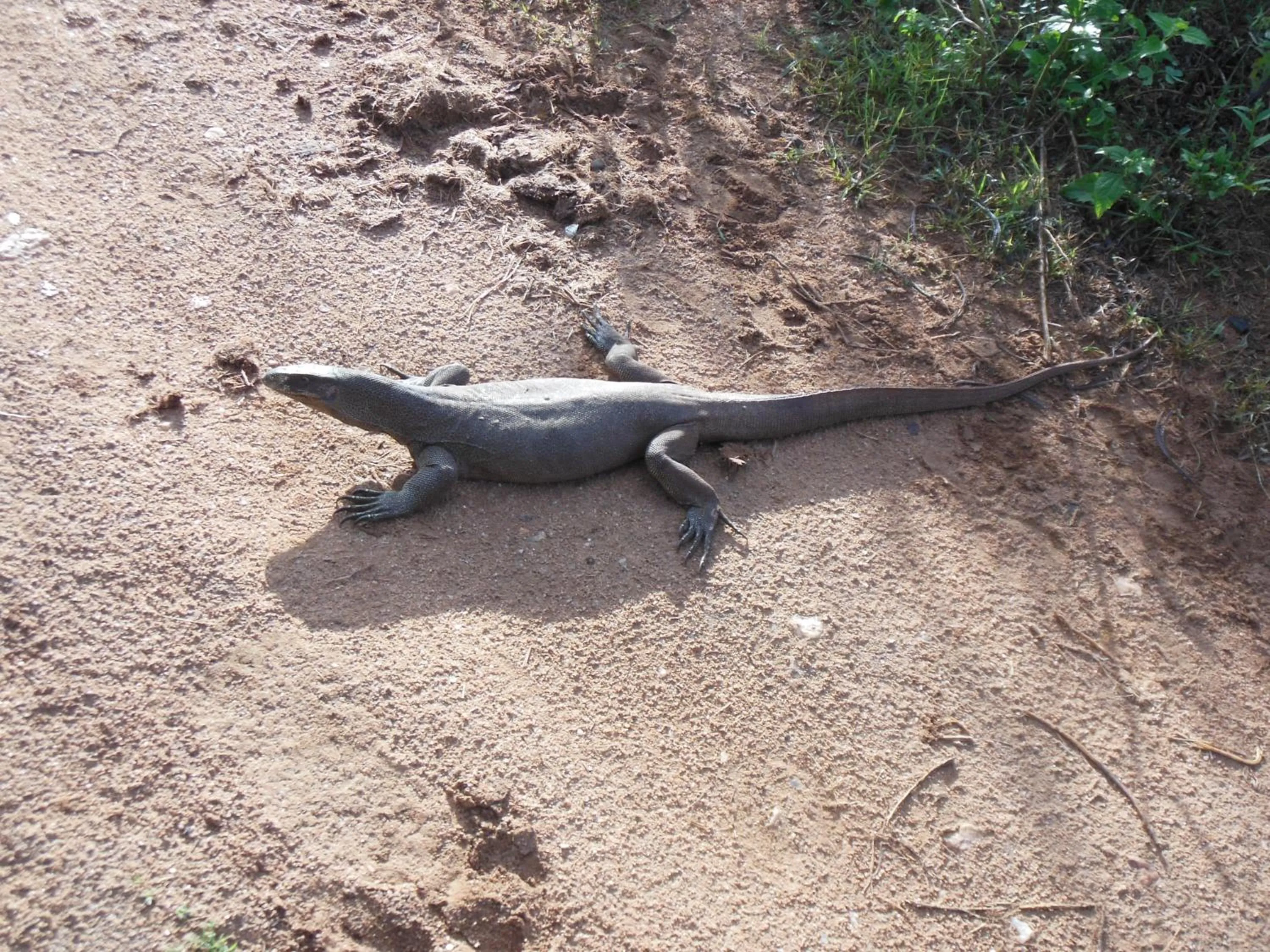 Animals in Ranith Villa