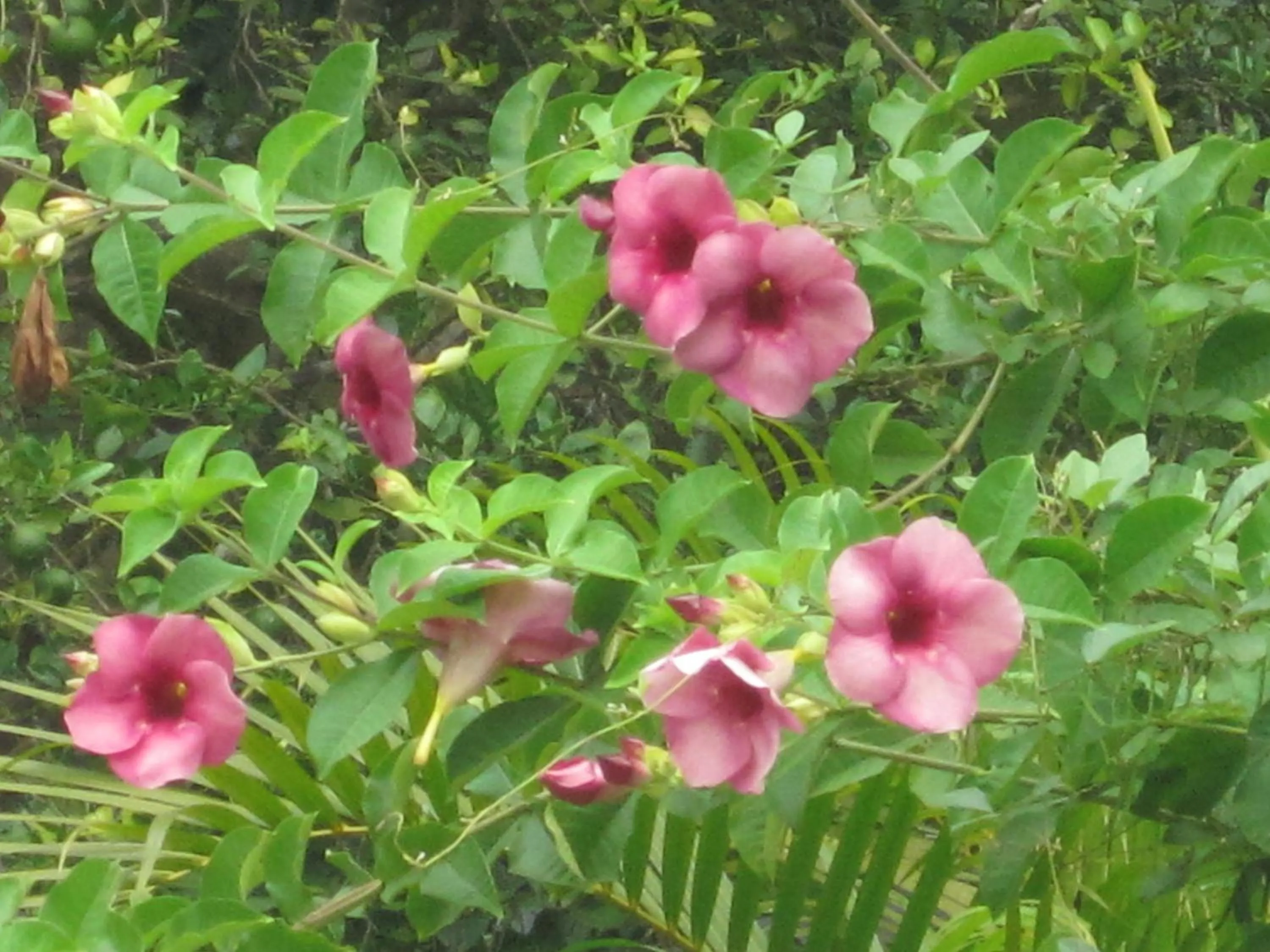 Garden in Ranith Villa