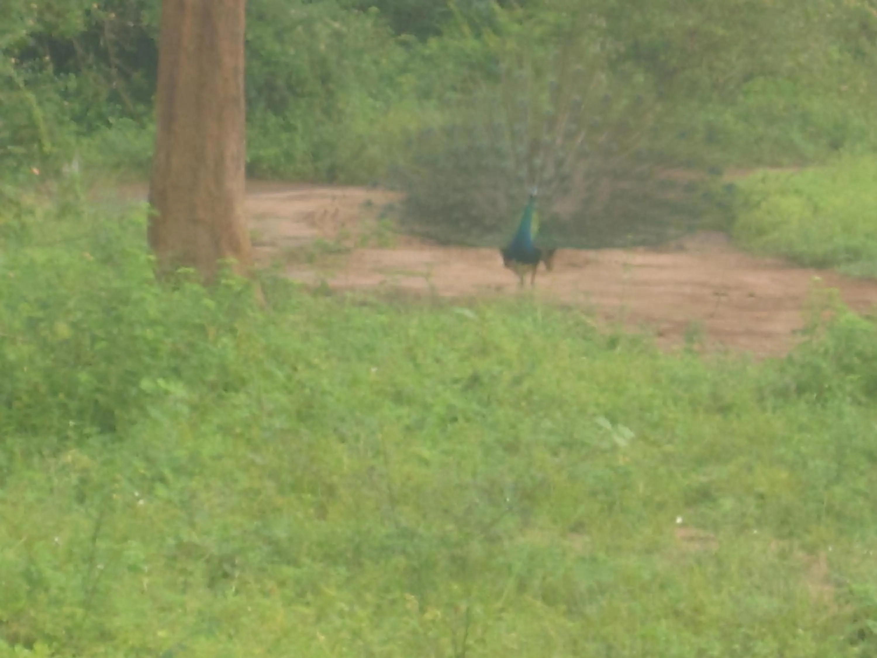 Animals in Ranith Villa