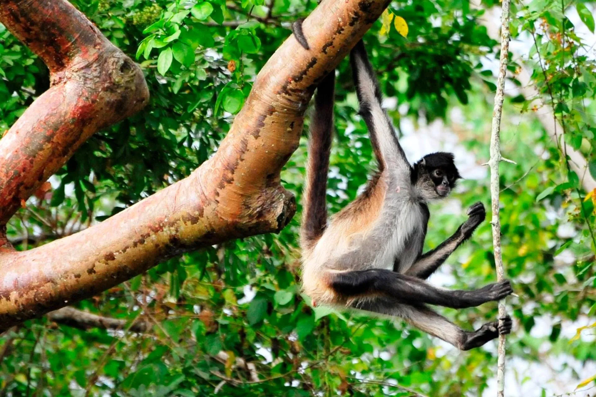 Cabañas Ecobiosfera