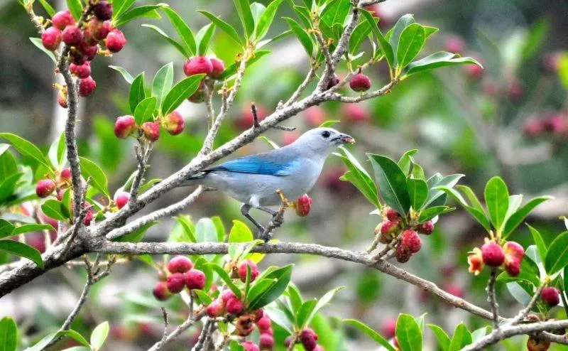 Cabañas Ecobiosfera