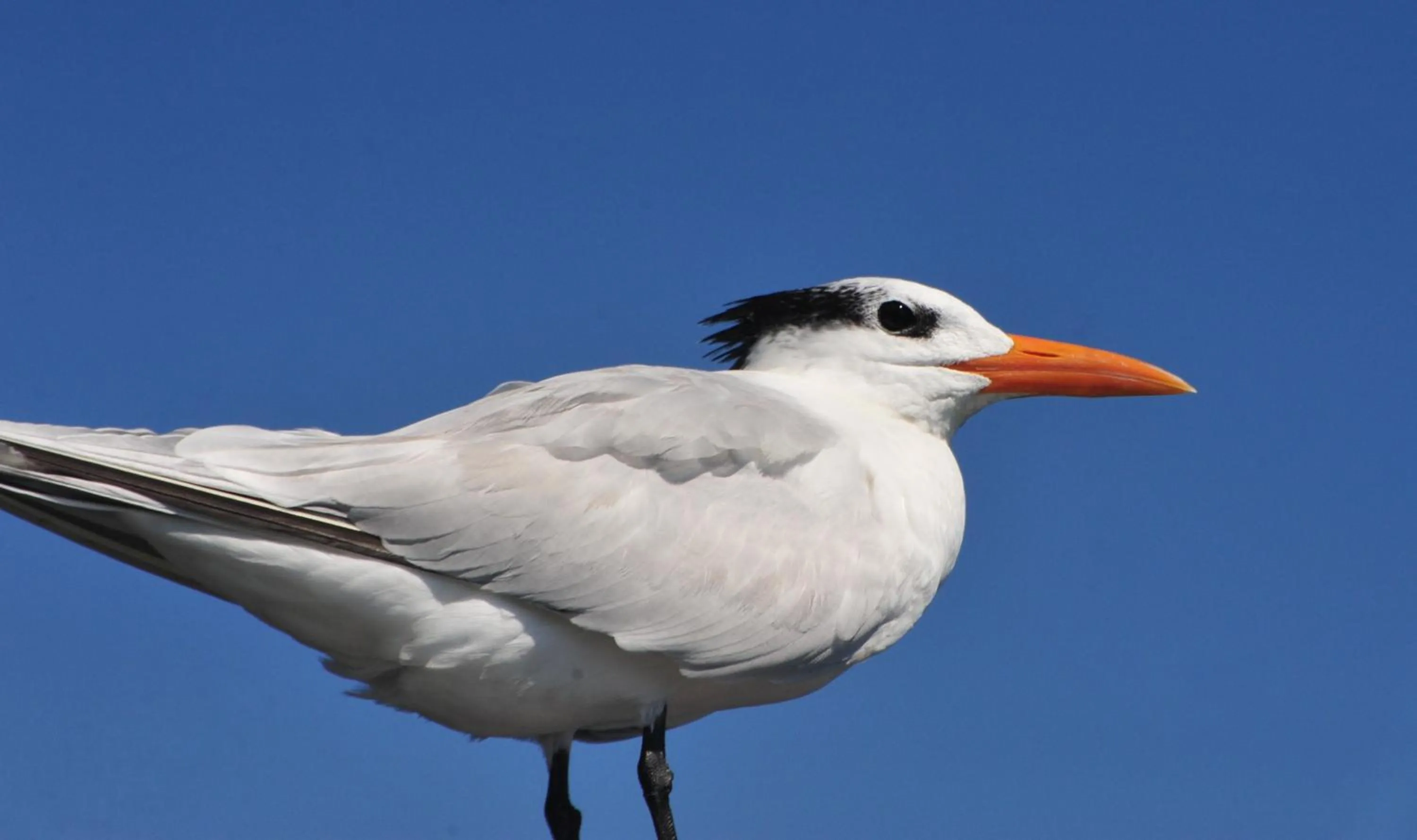 Cabañas Ecobiosfera