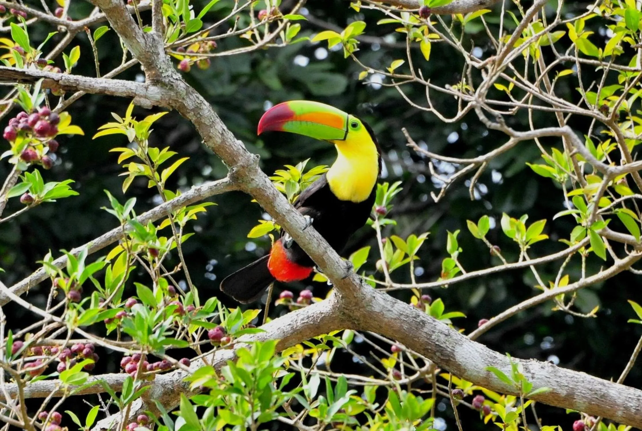Cabañas Ecobiosfera