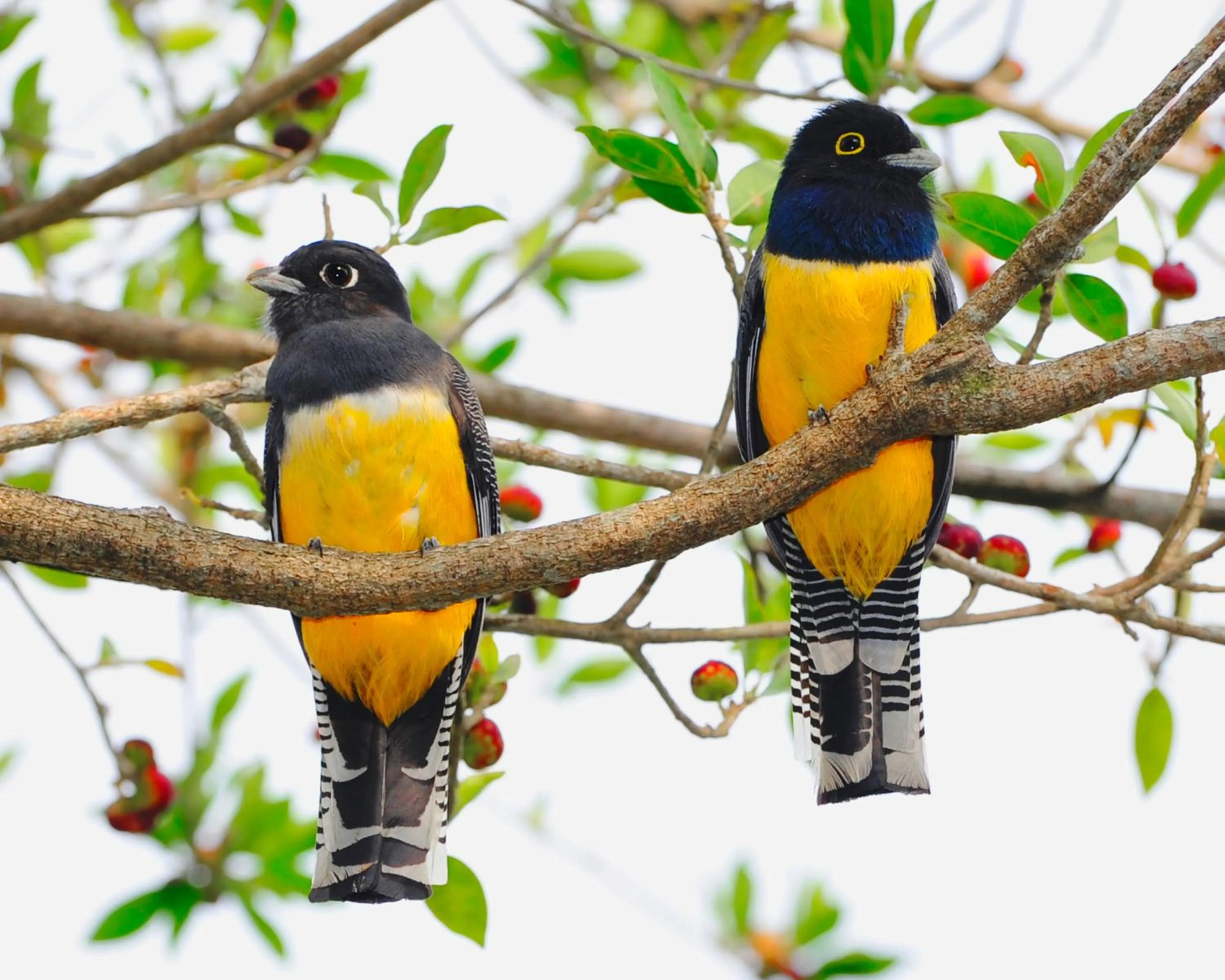 Cabañas Ecobiosfera