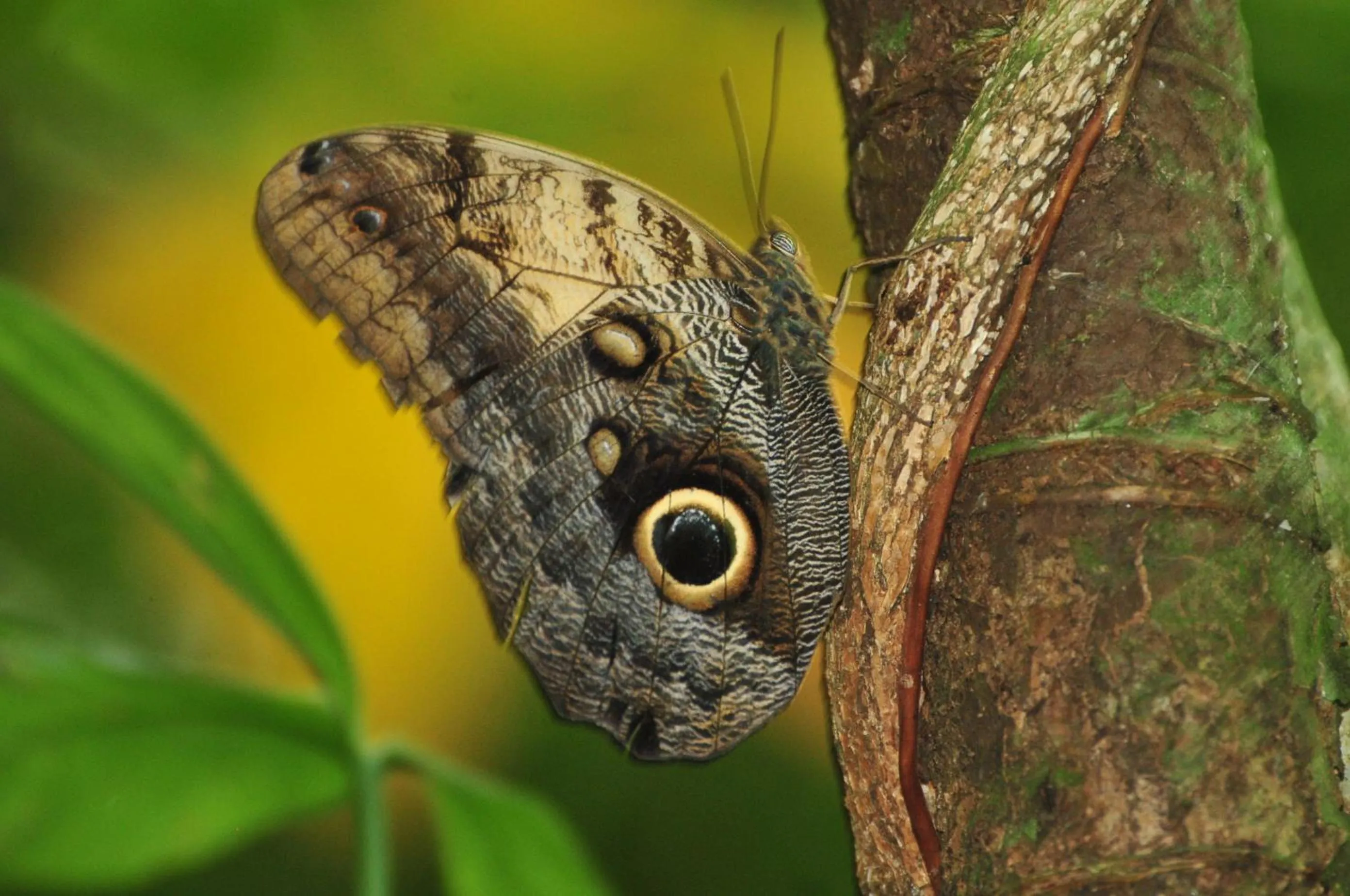 Cabañas Ecobiosfera
