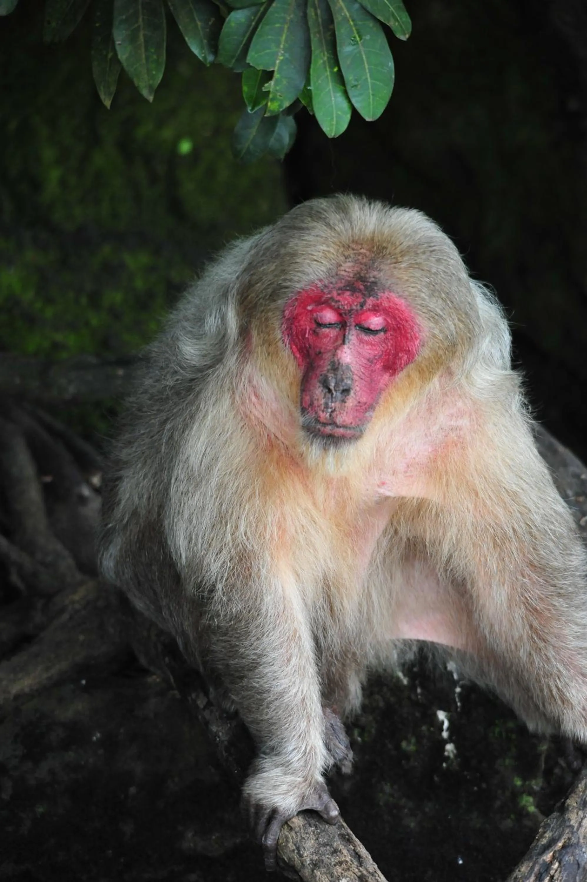 Cabañas Ecobiosfera