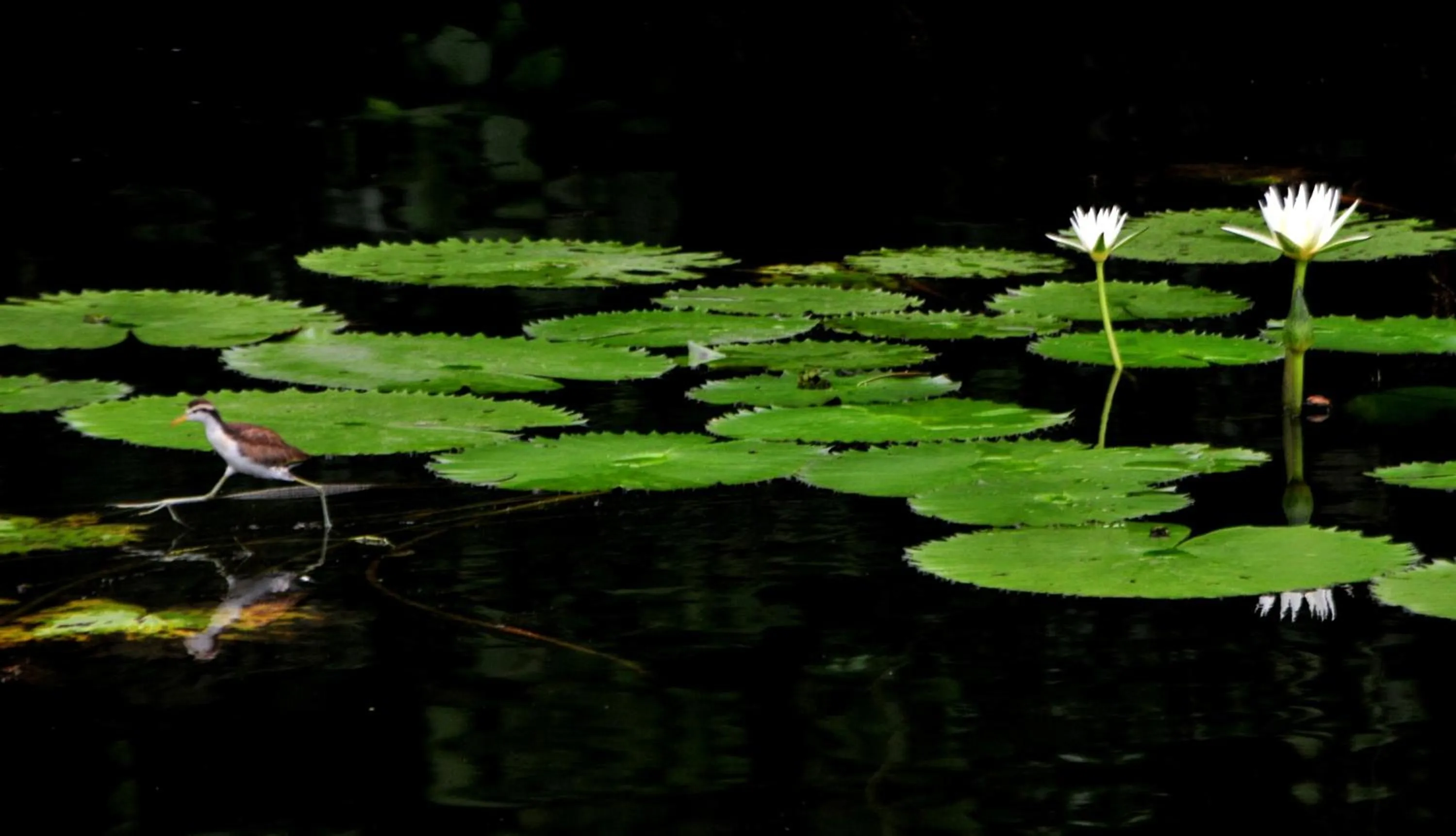 Cabañas Ecobiosfera
