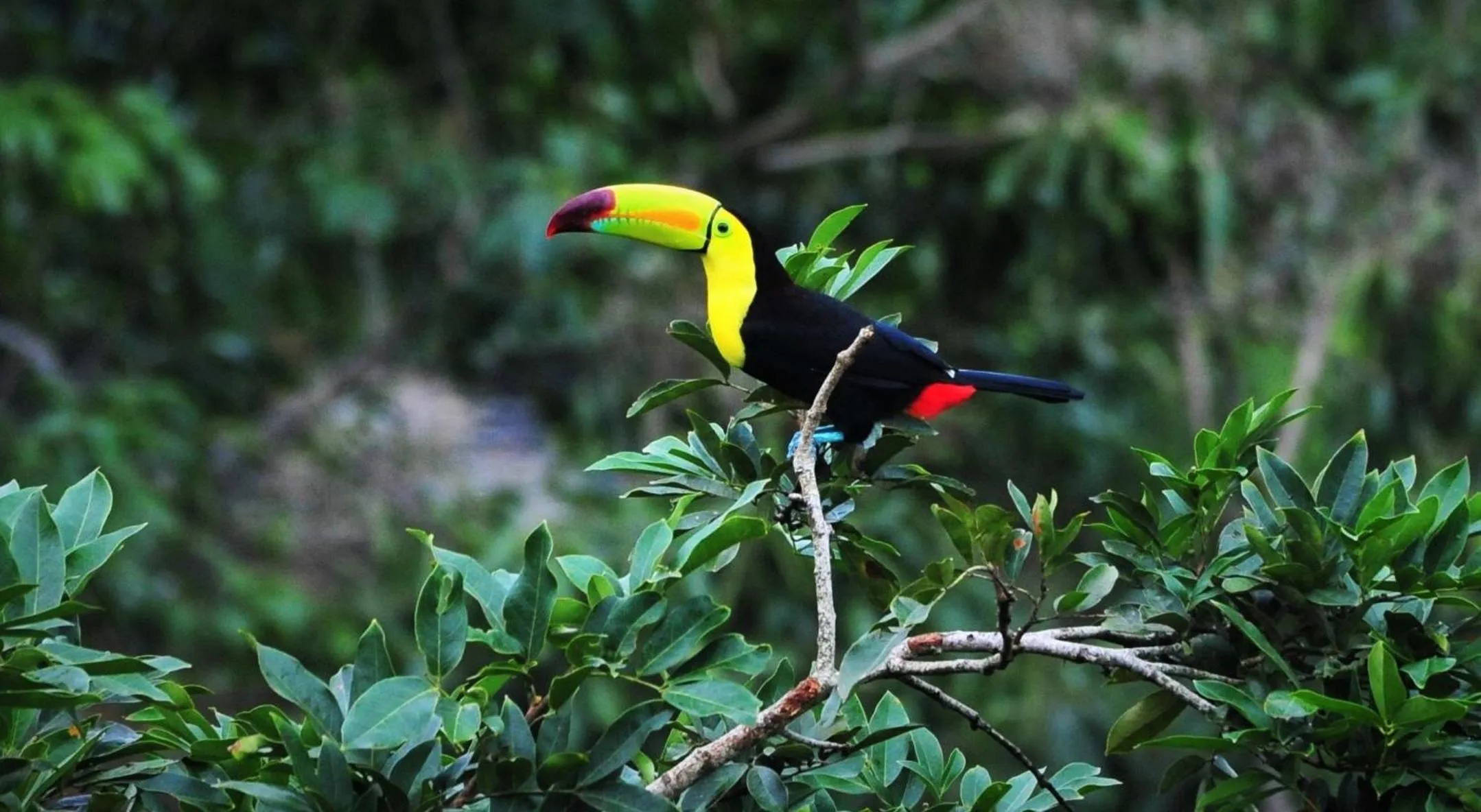Cabañas Ecobiosfera