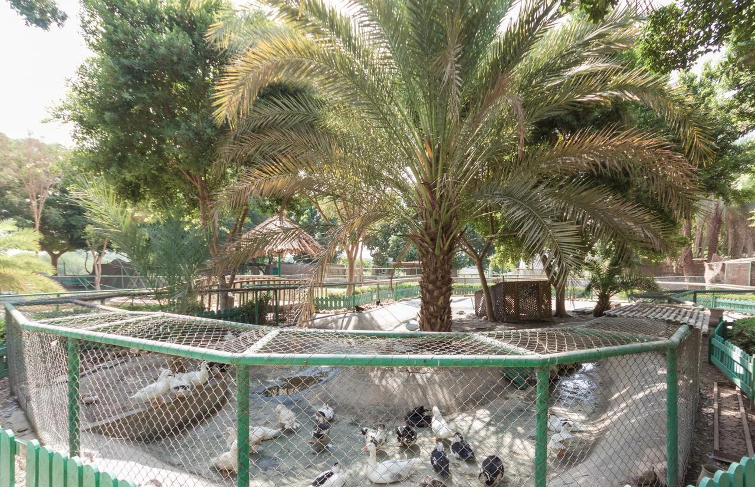 Pets in Jolie Ville Hotel & Spa Kings Island Luxor