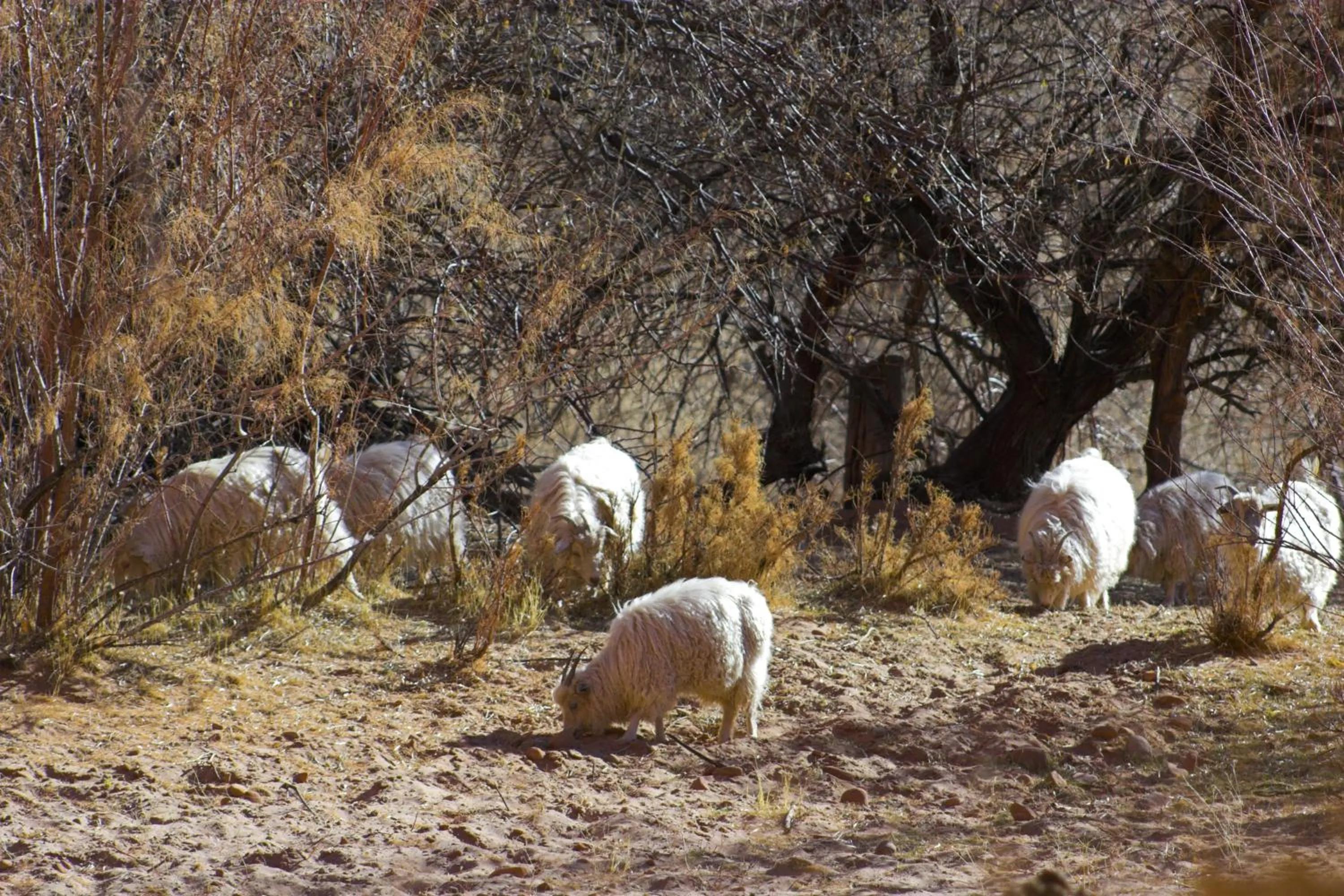 Animals in Thunderbird Lodge