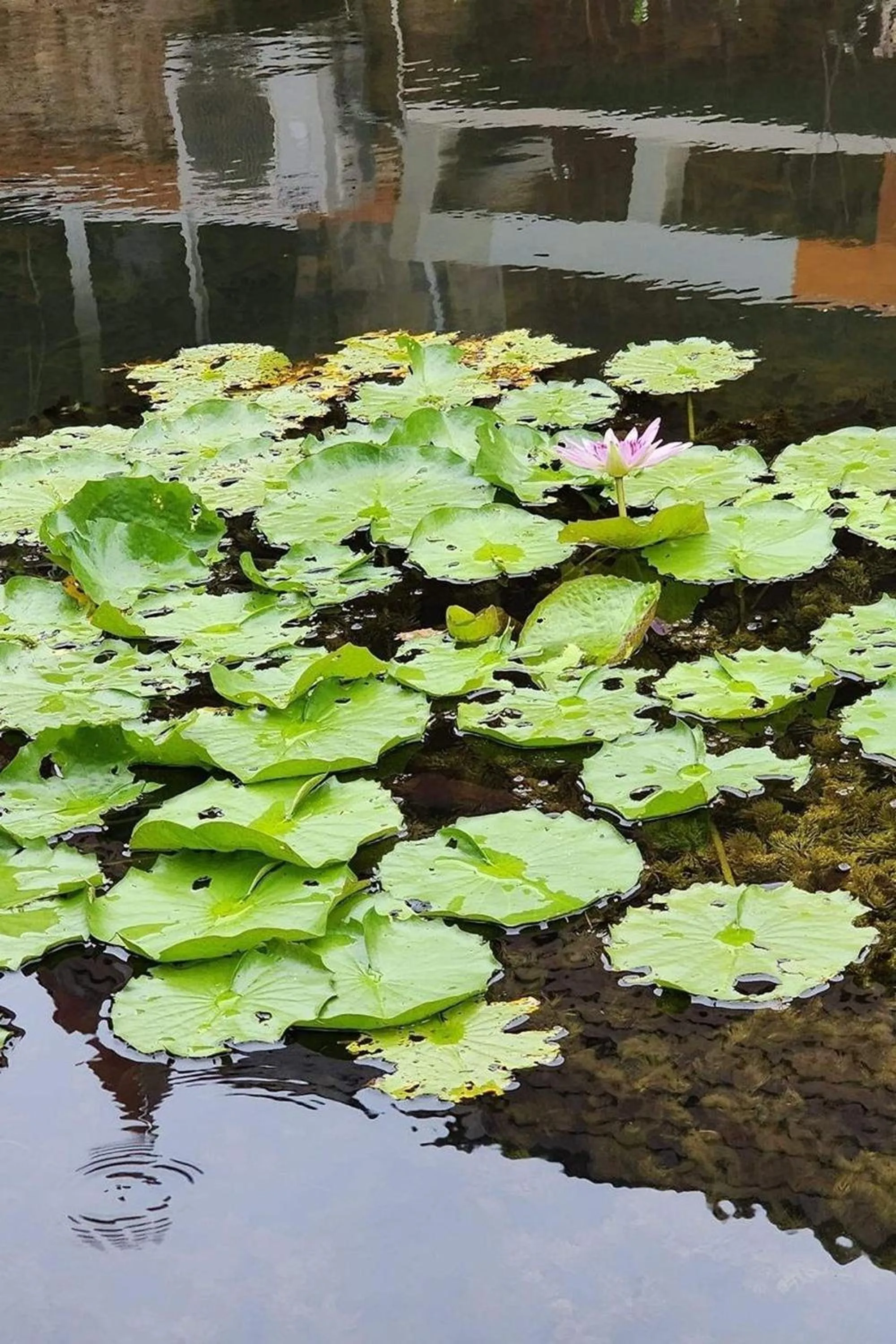 Area and facilities in M Resort