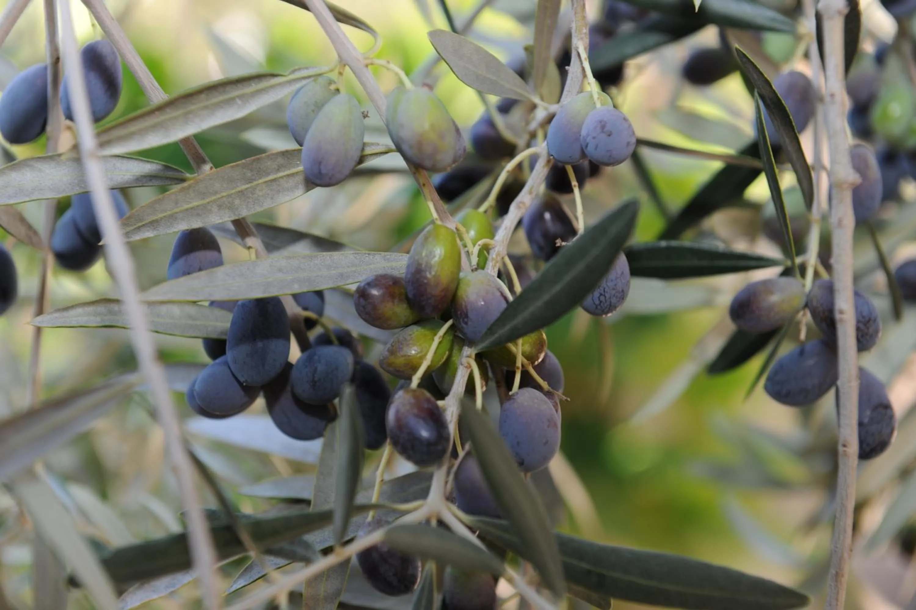 Garden in Mobile Homes Holiday Olive Garden