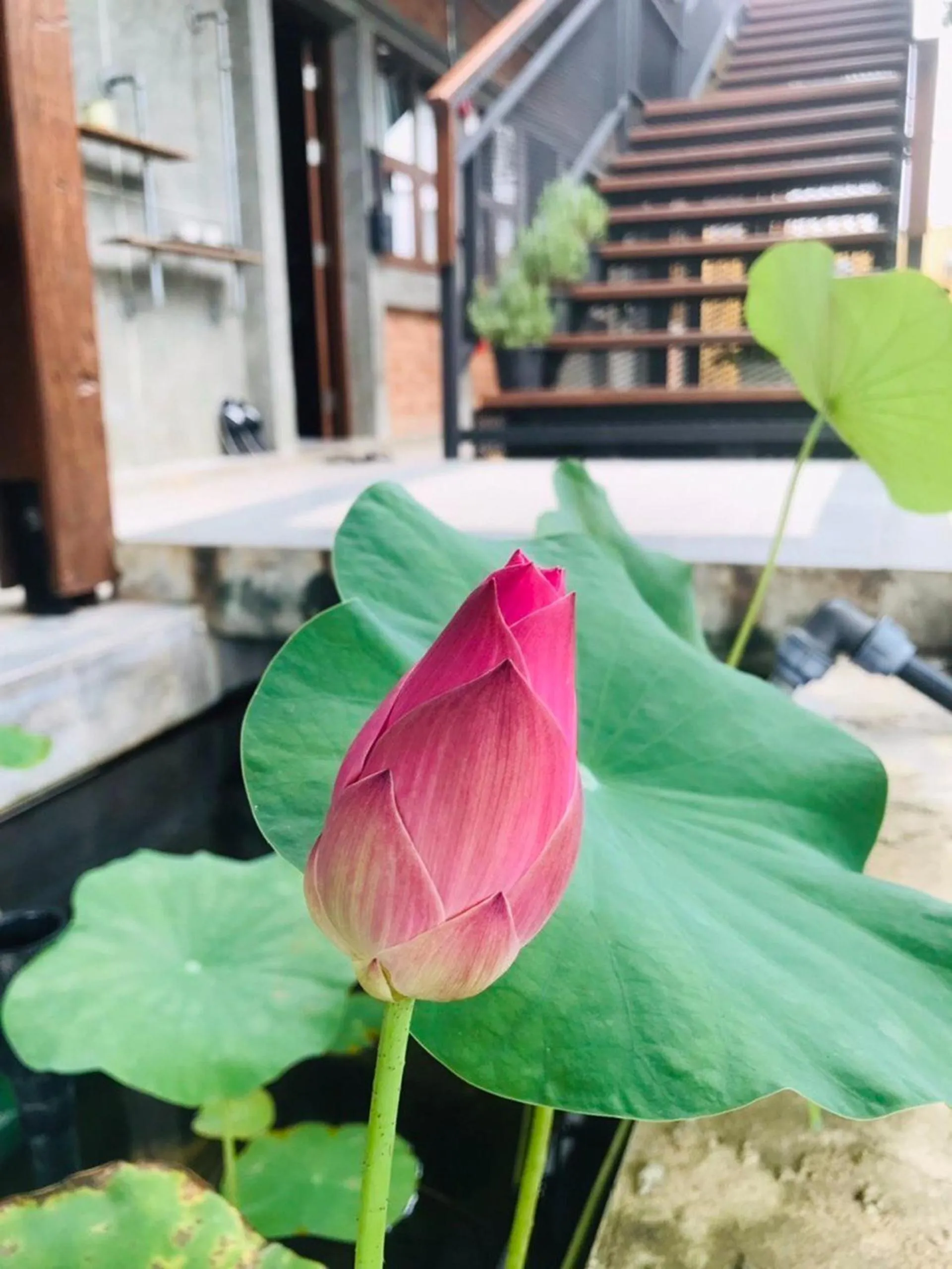 Garden in The Wishes Hotel at Chiangmai