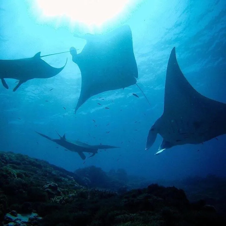 Animals in Sunset Hill Hotel