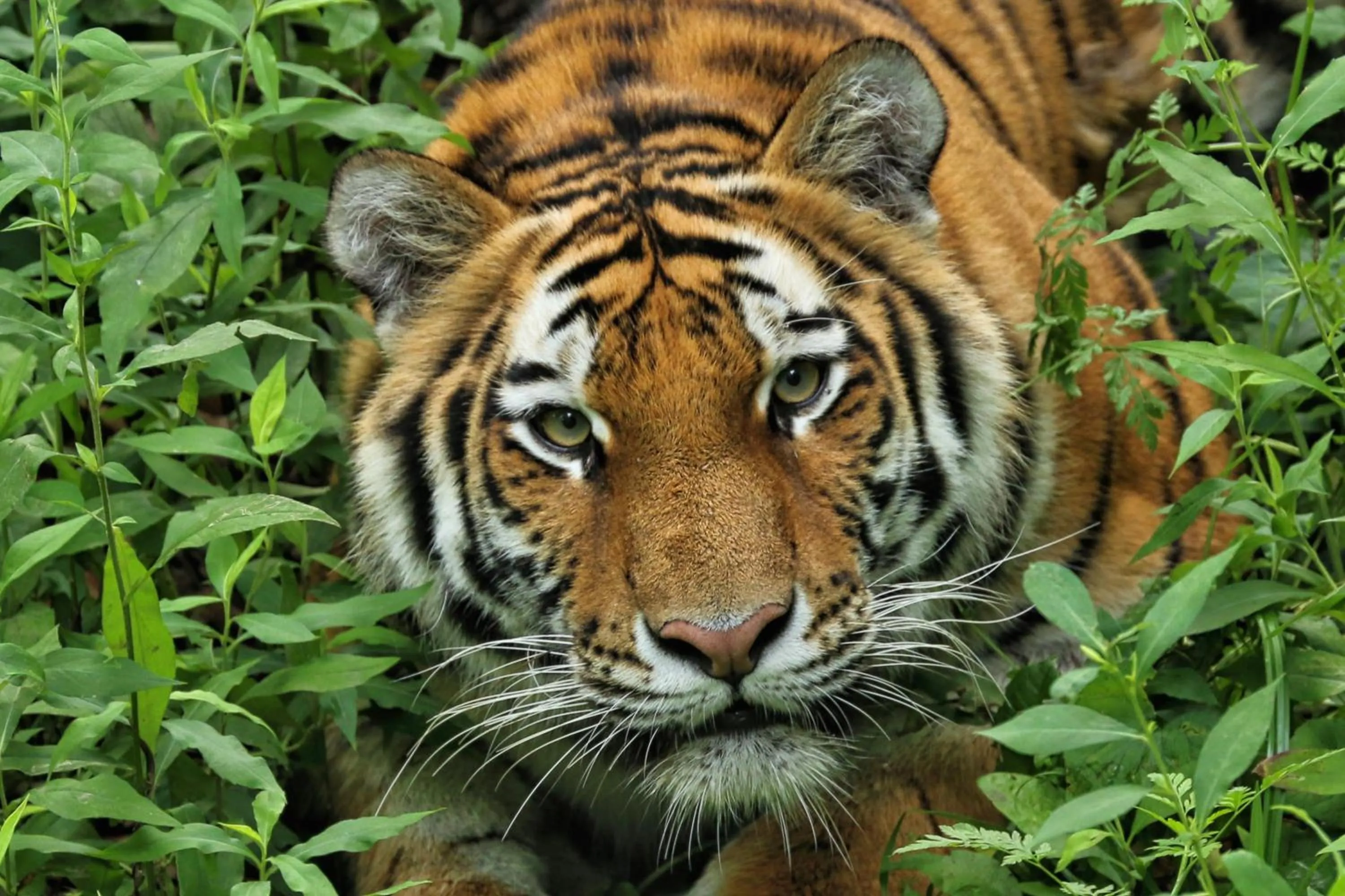 Area and facilities in Holiday Inn Express & Suites Eagan - Minneapolis Area by IHG