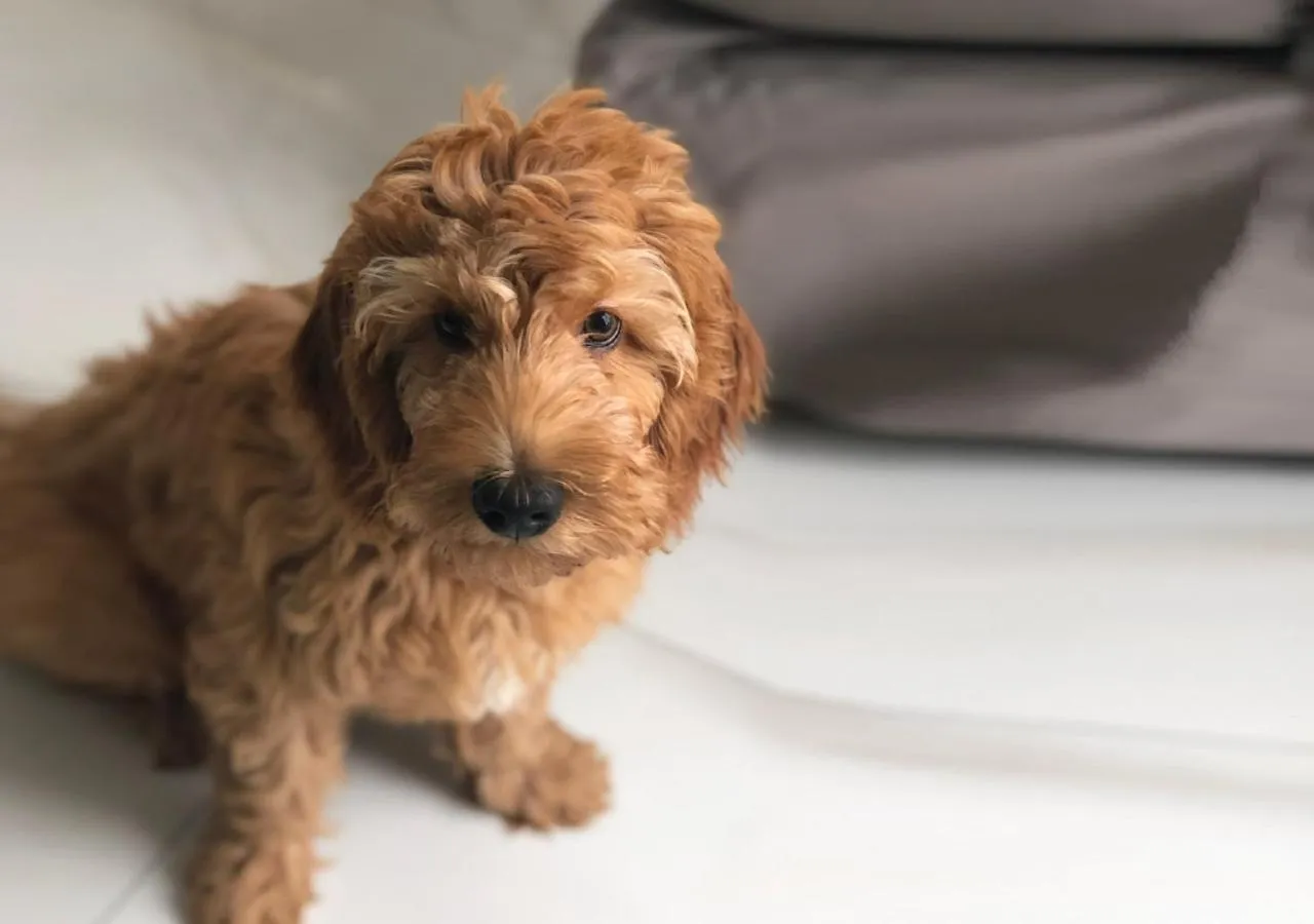 Pets in Own Montevideo