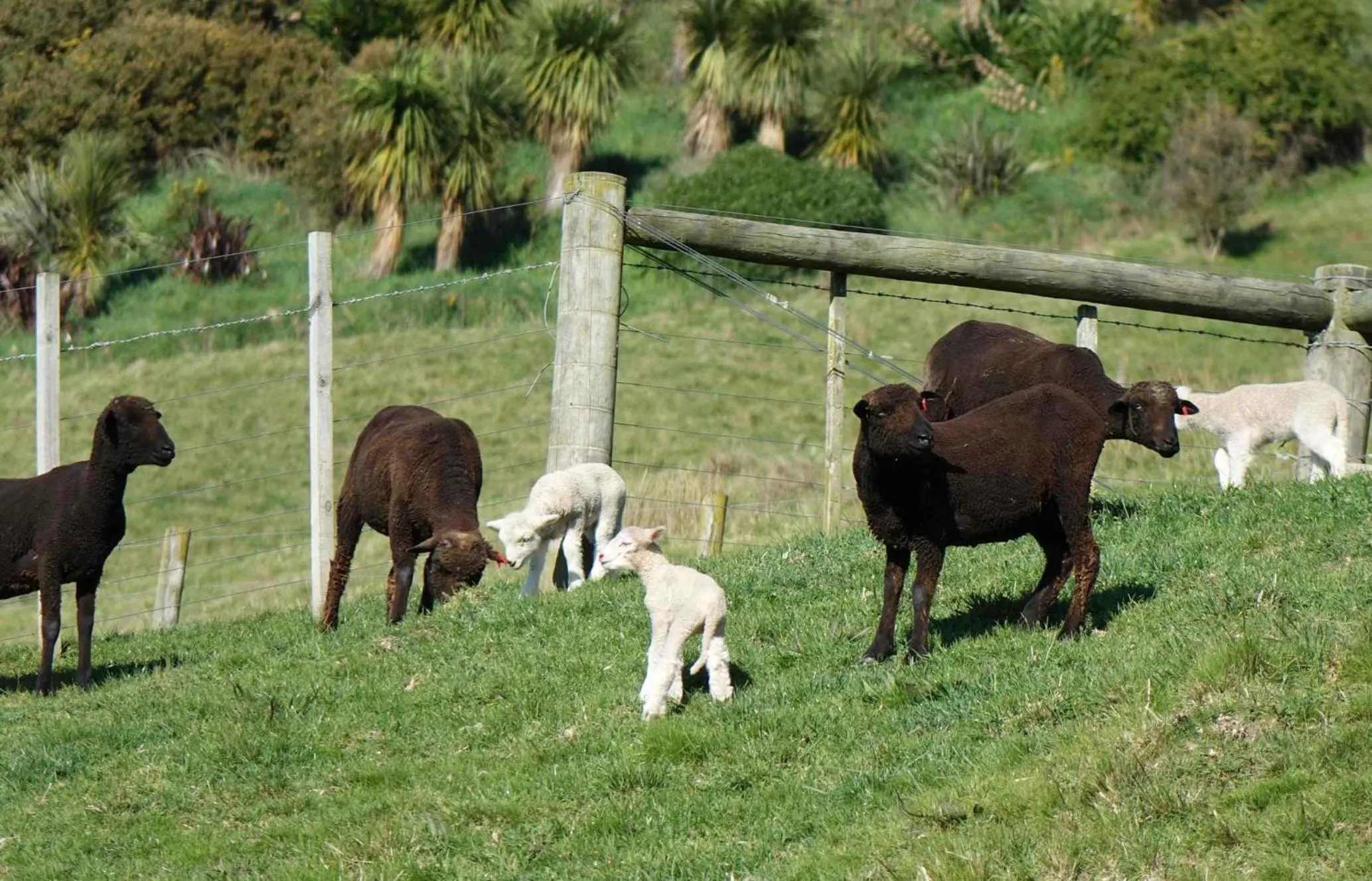Animals in The Pear Orchard Lodge