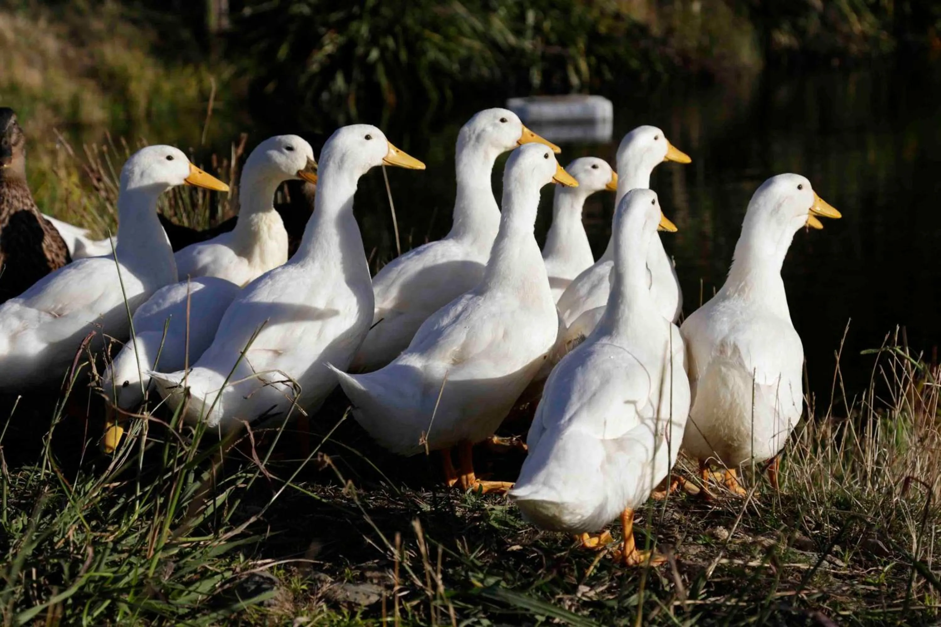 Animals in The Pear Orchard Lodge