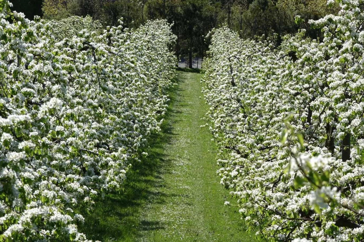 Activities in The Pear Orchard Lodge