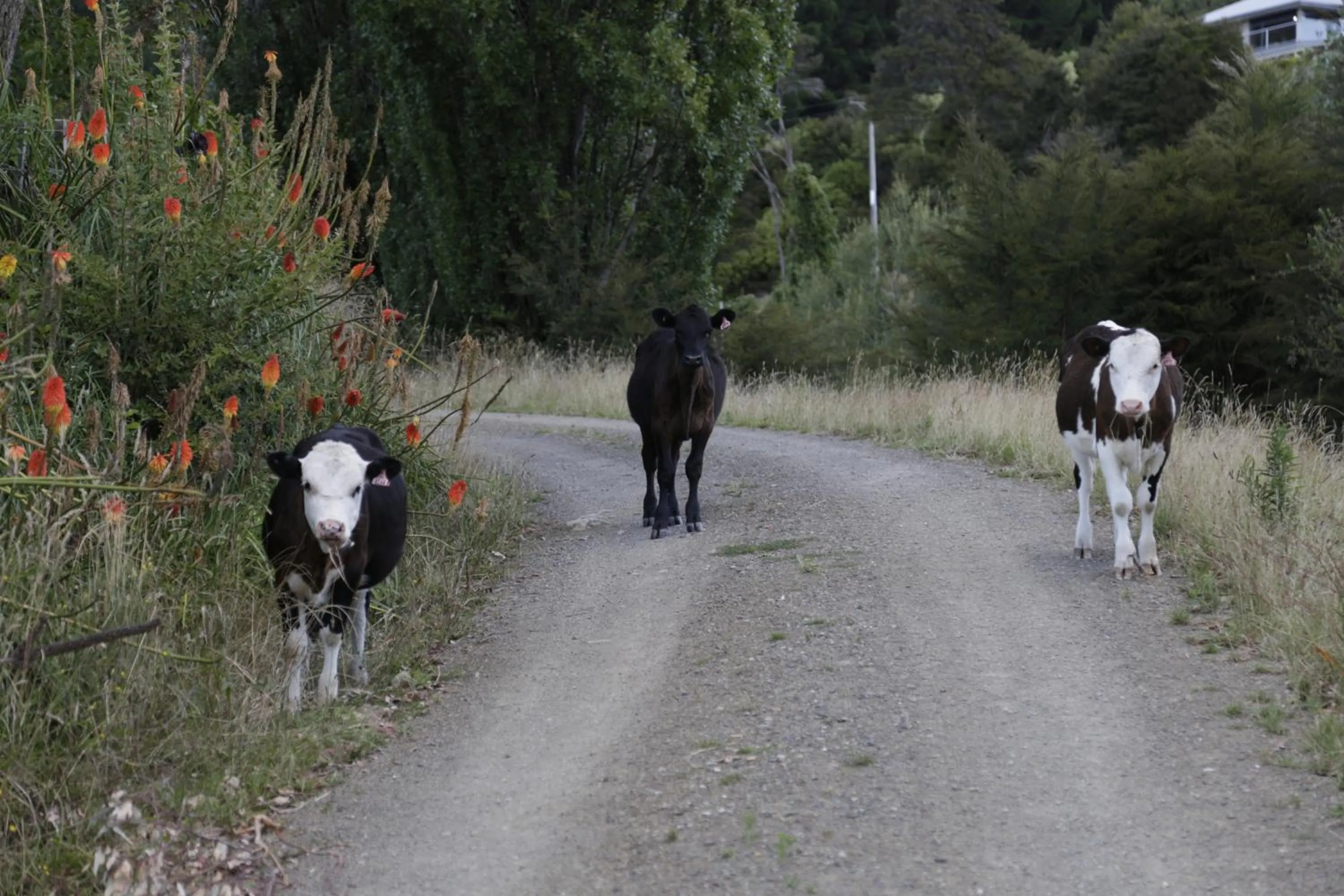 Animals in The Pear Orchard Lodge