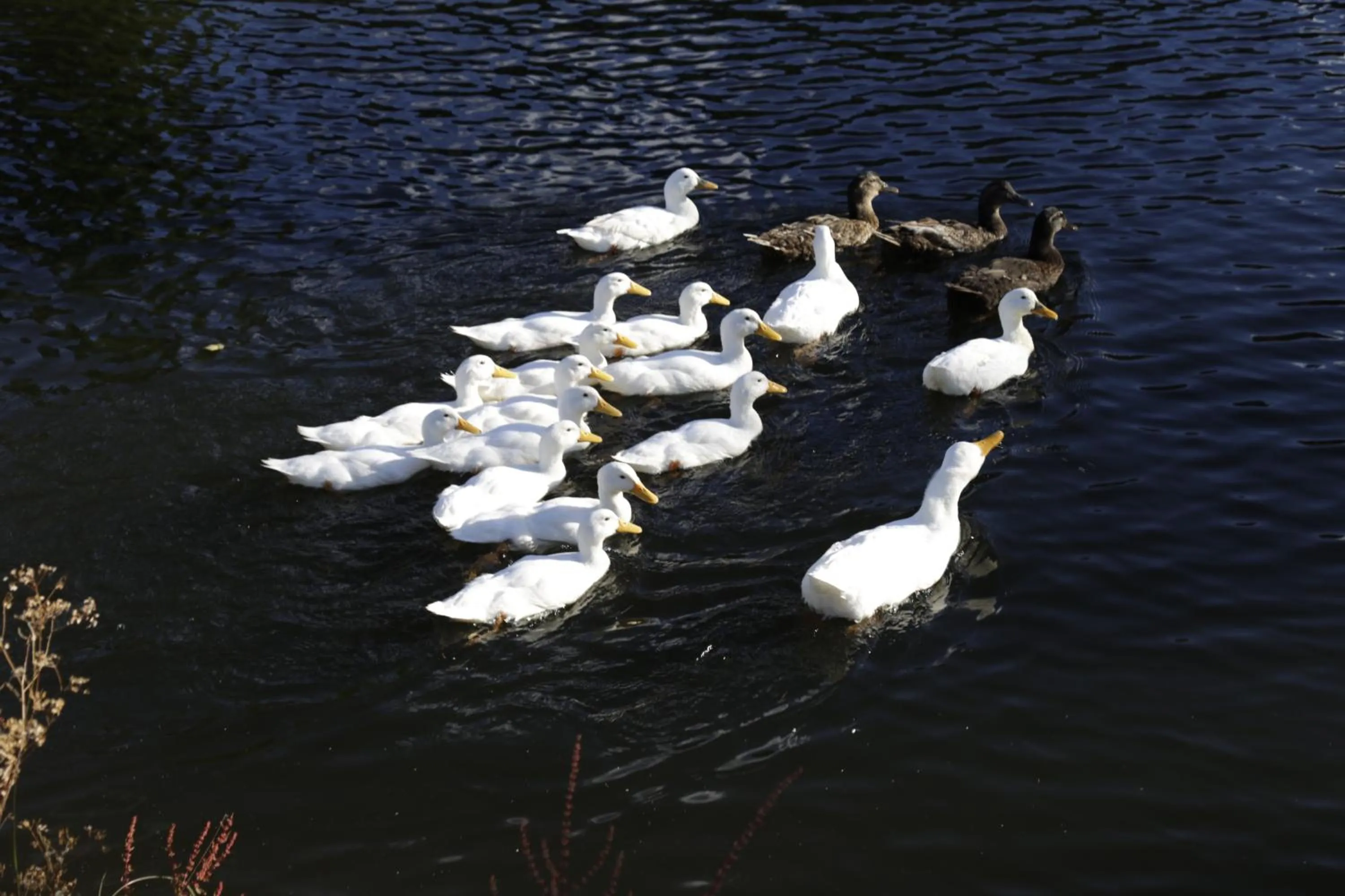 Animals in The Pear Orchard Lodge
