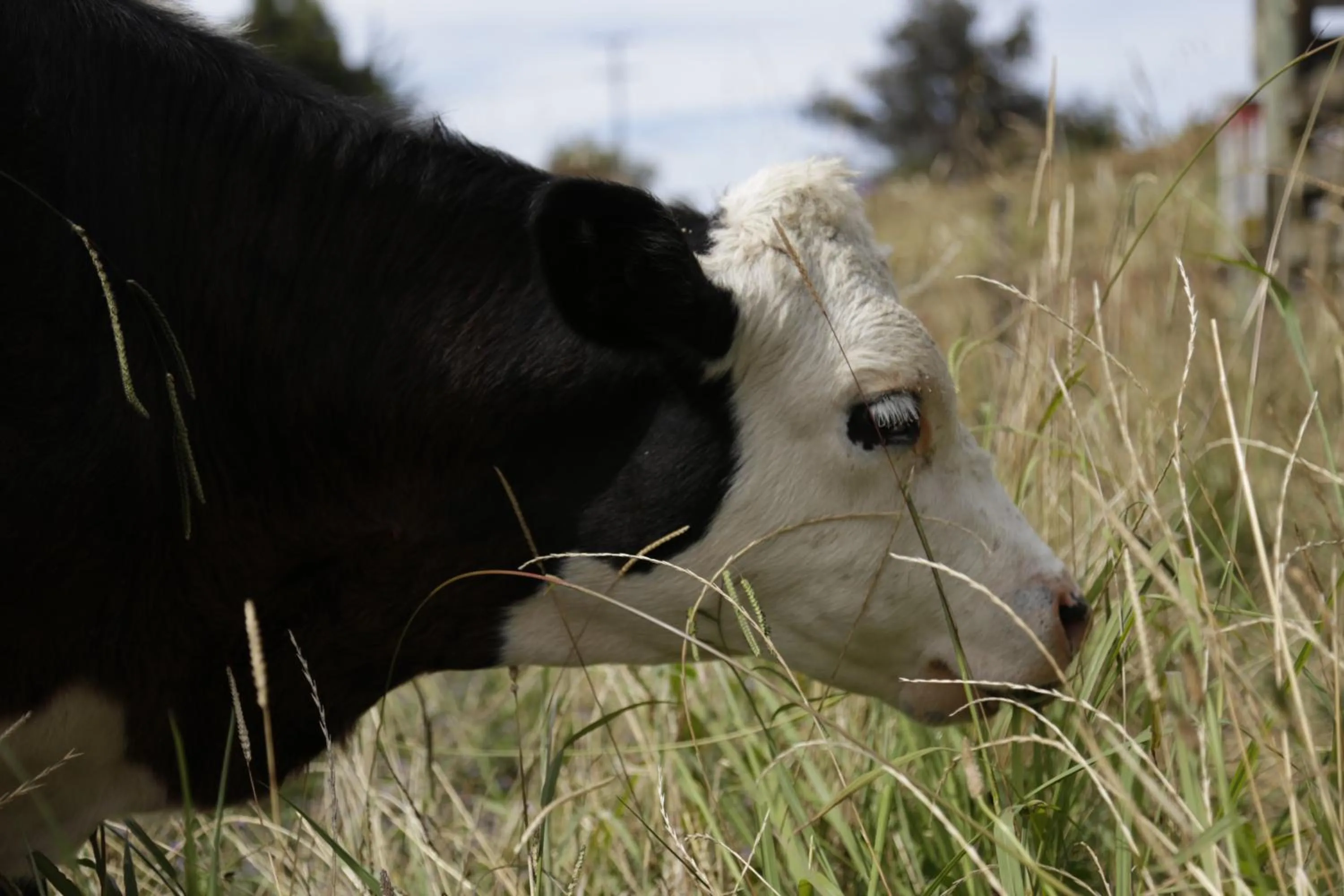 Animals in The Pear Orchard Lodge
