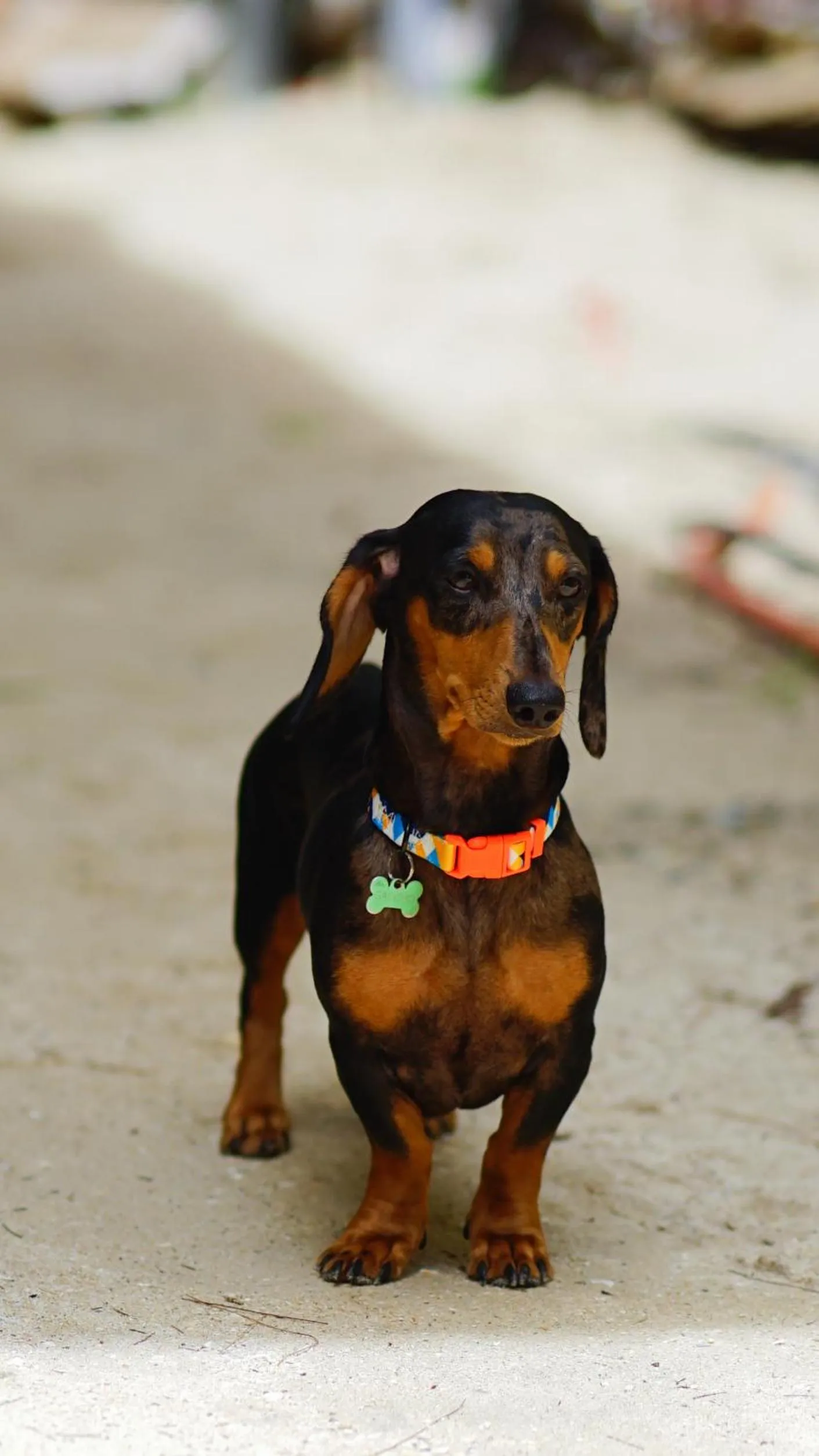 Pets in Everrich Boutique Resort Boracay