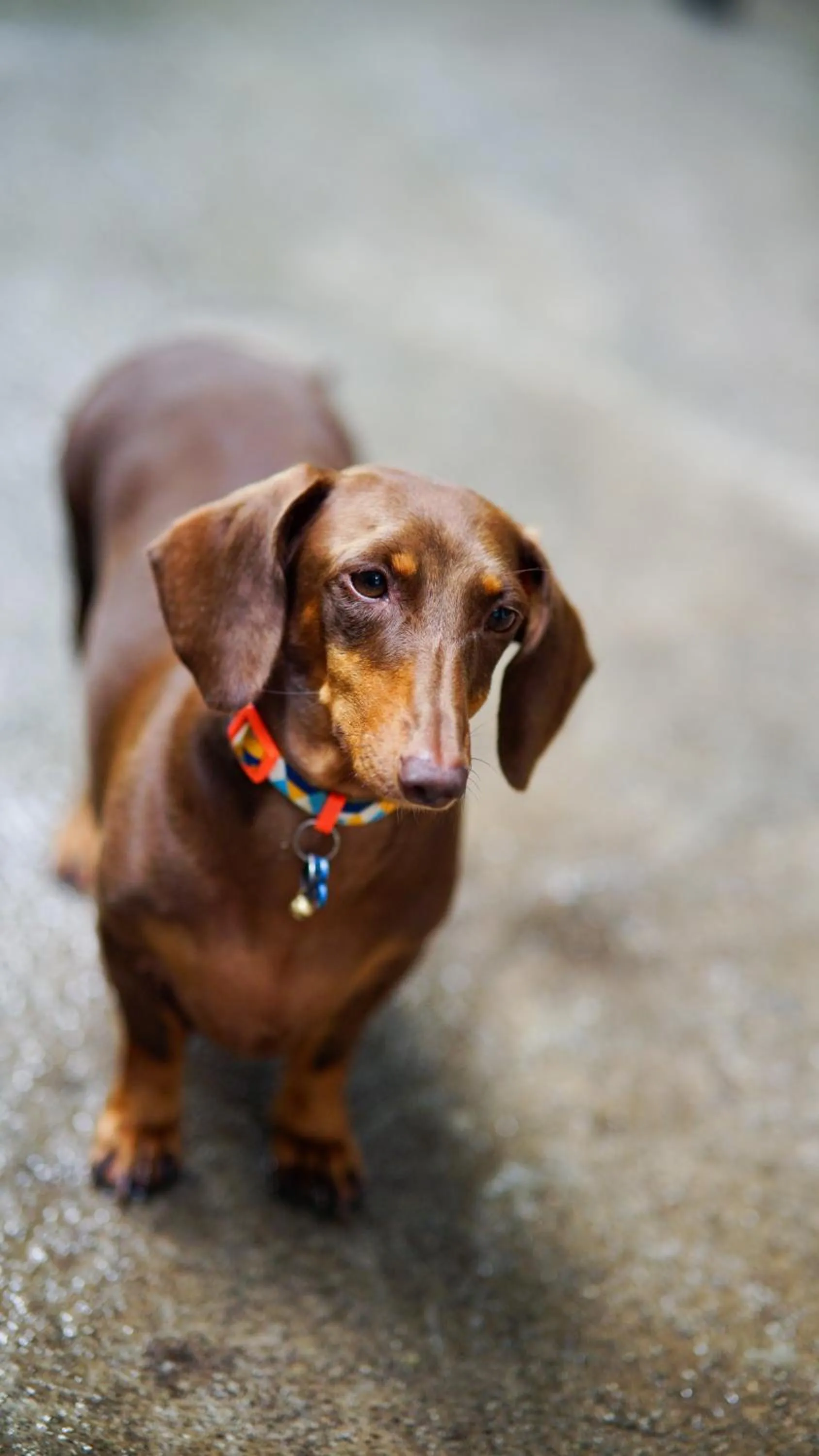 Pets in Everrich Boutique Resort Boracay