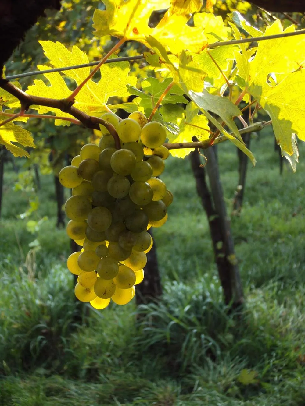 Garden in Schloss Gumpoldskirchen