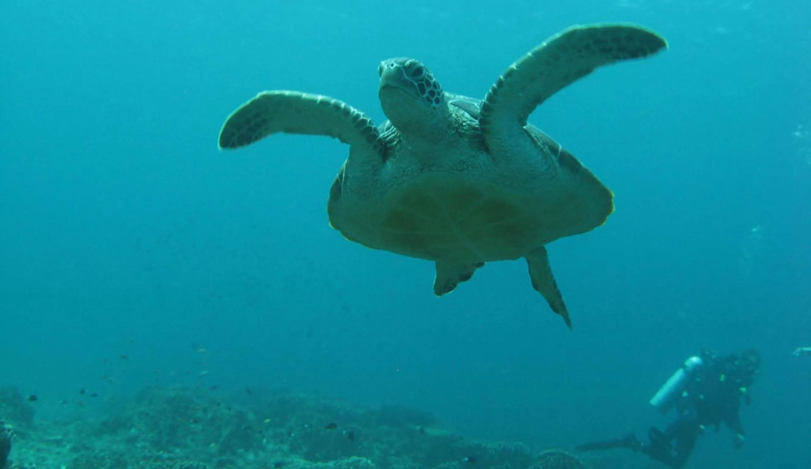 Snorkeling in Mango Dive & Bungalow