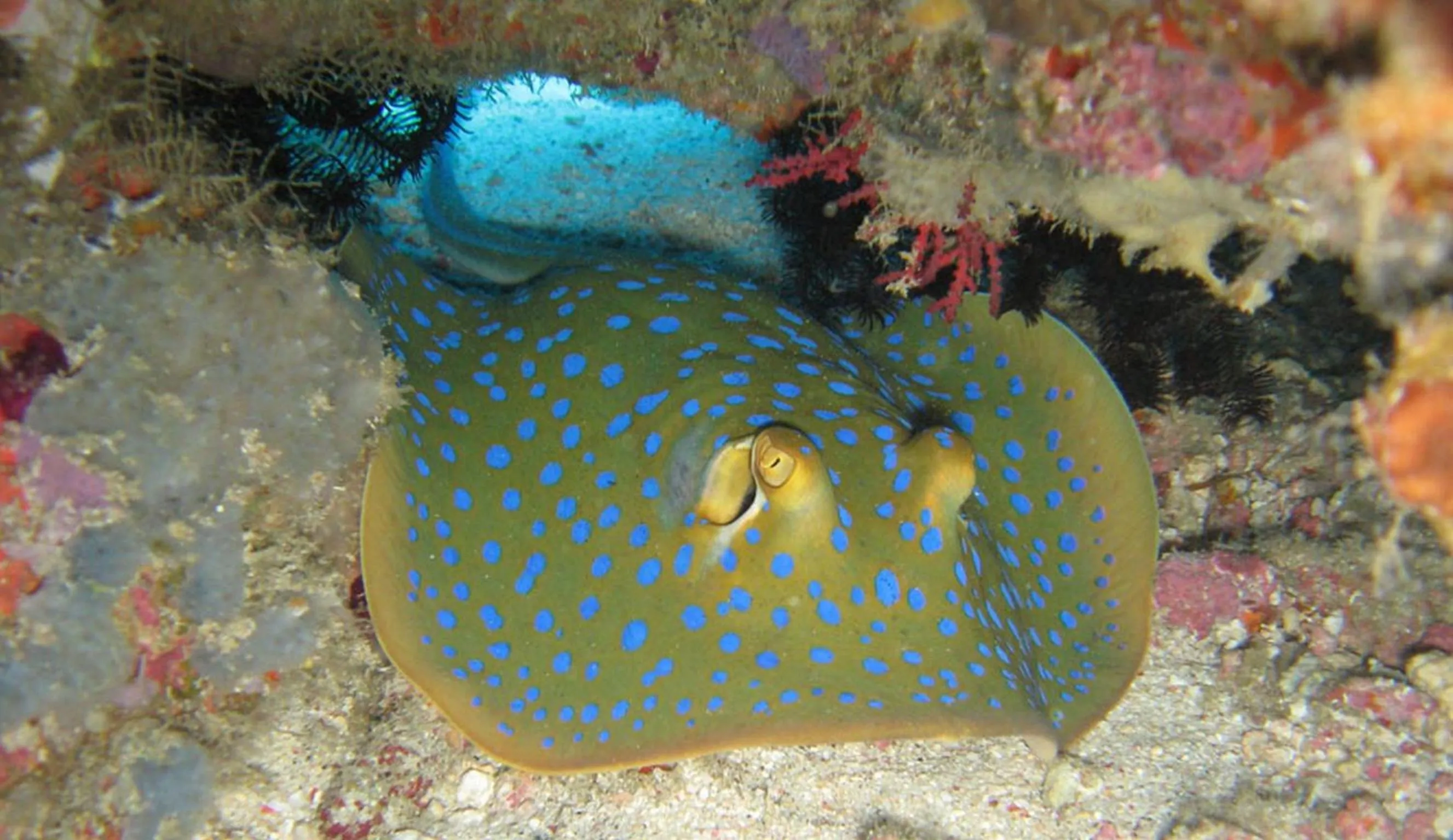 Snorkeling in Mango Dive & Bungalow