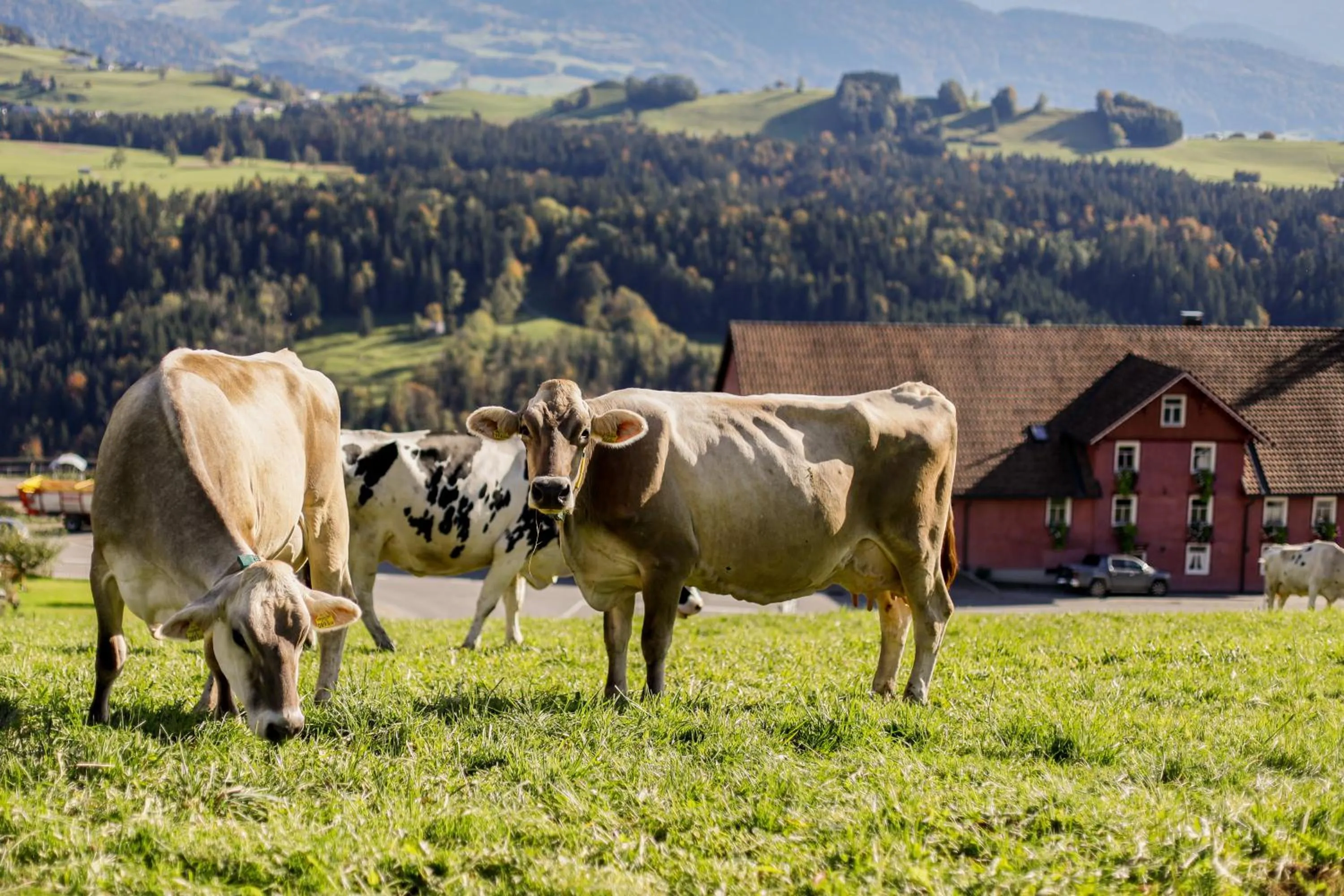 Property building in Gasthof Adler