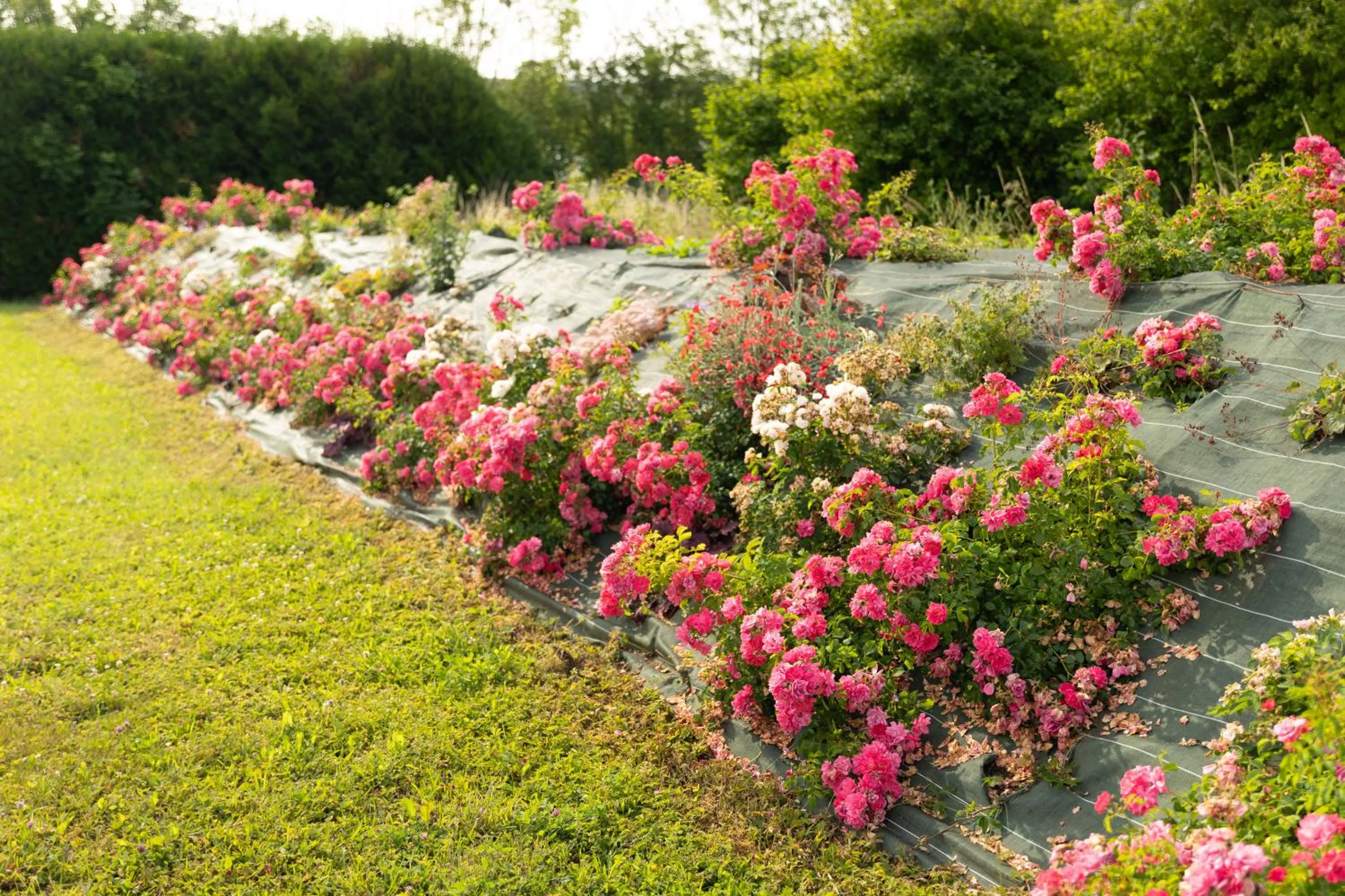 Garden view in Chambre d'Hôte Les Ondines