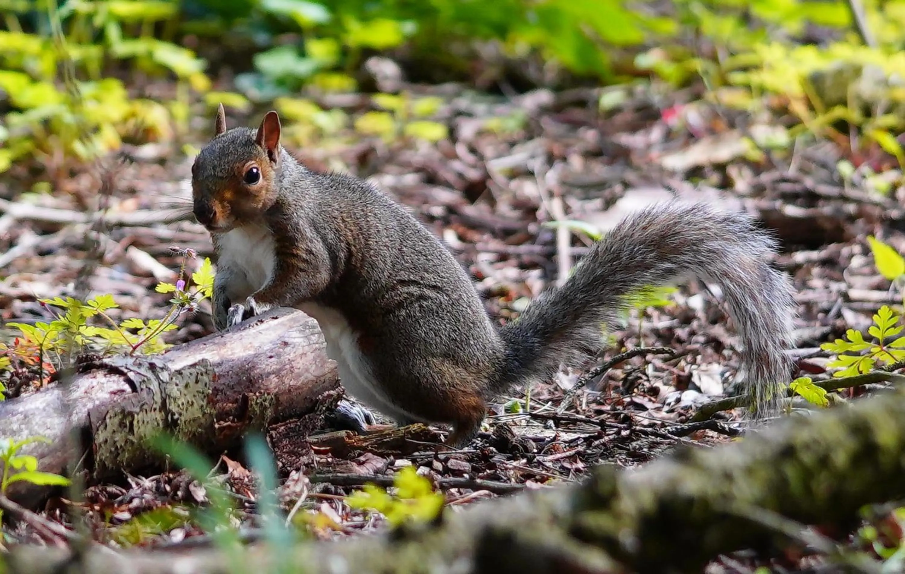 Animals in Linwater Caravan Park - Luxury Lodges and Static Caravans near Edinburgh