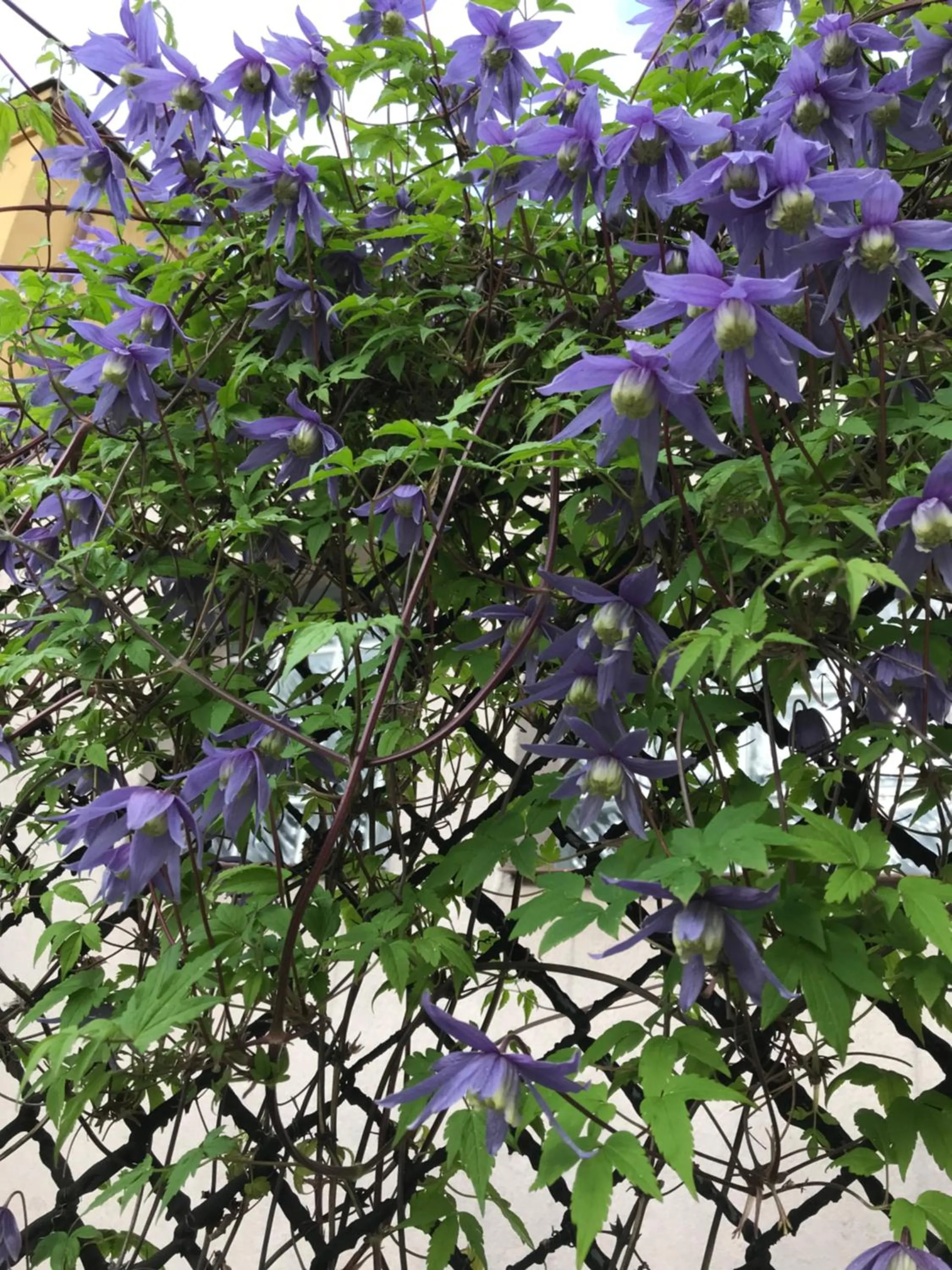 Garden view in Kathia Pokoje Gościnne