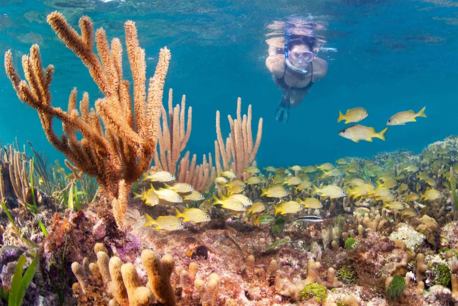 Snorkeling in Puerta Azul