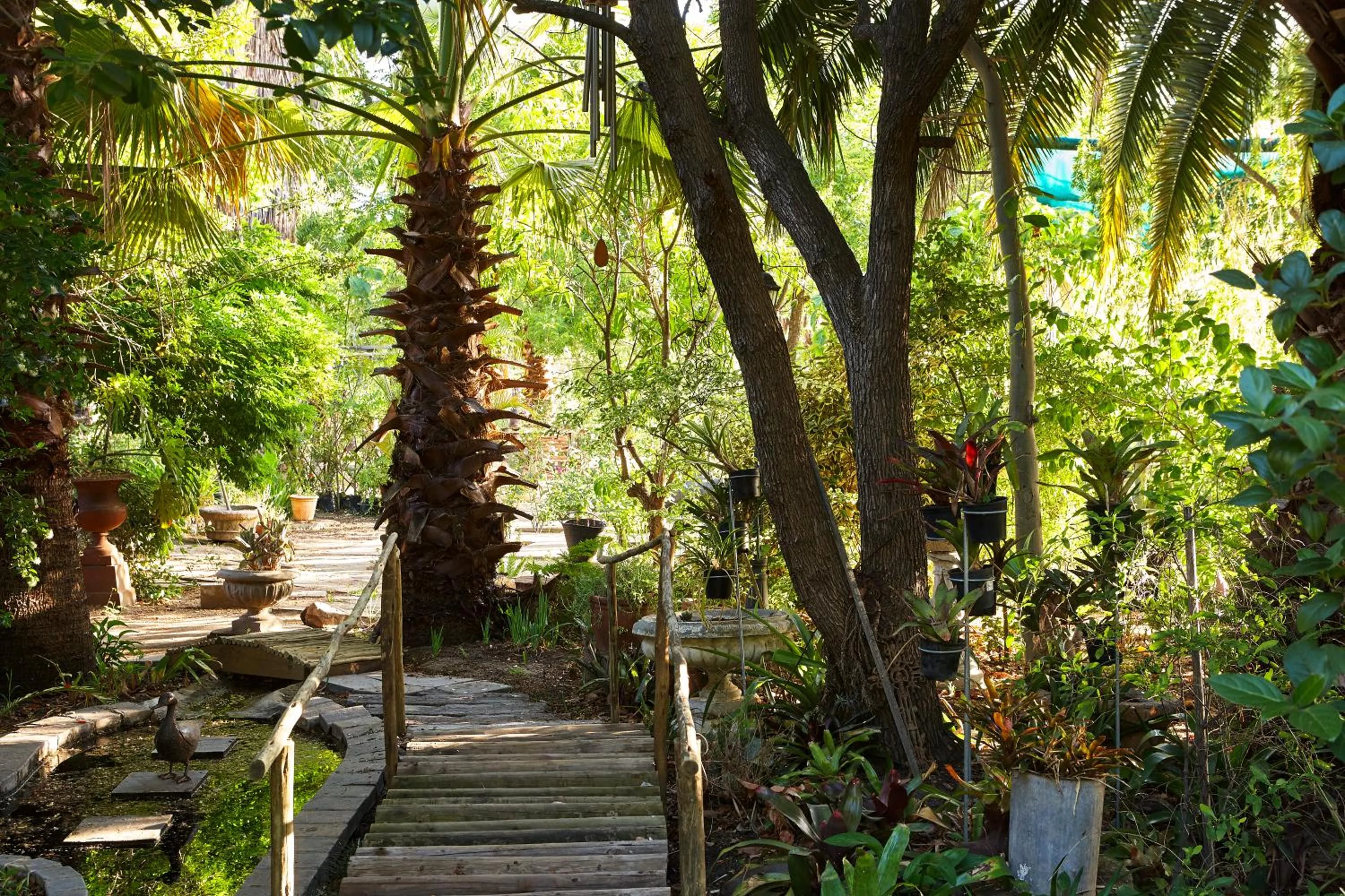 Garden in Yellow Aloe